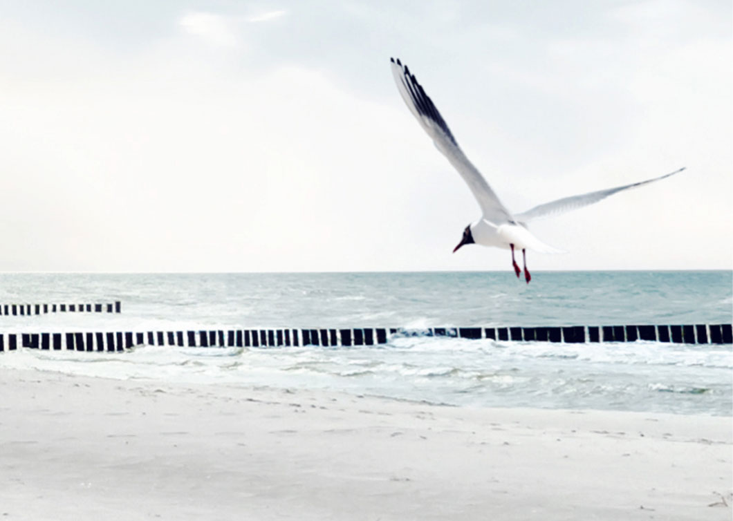 cimbergy-messestand-06.jpg Weiße Möwe fliegt am Strand