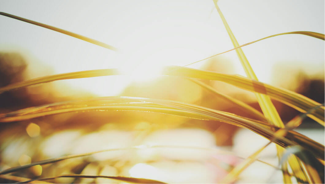 gut-seehof-04.jpg Grüner Schilf im Sonnenuntergang