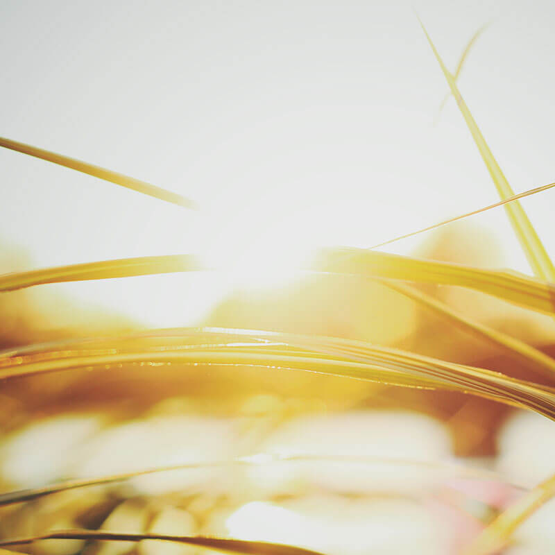 Ein starker Auftritt Schilf im Sonnenlicht