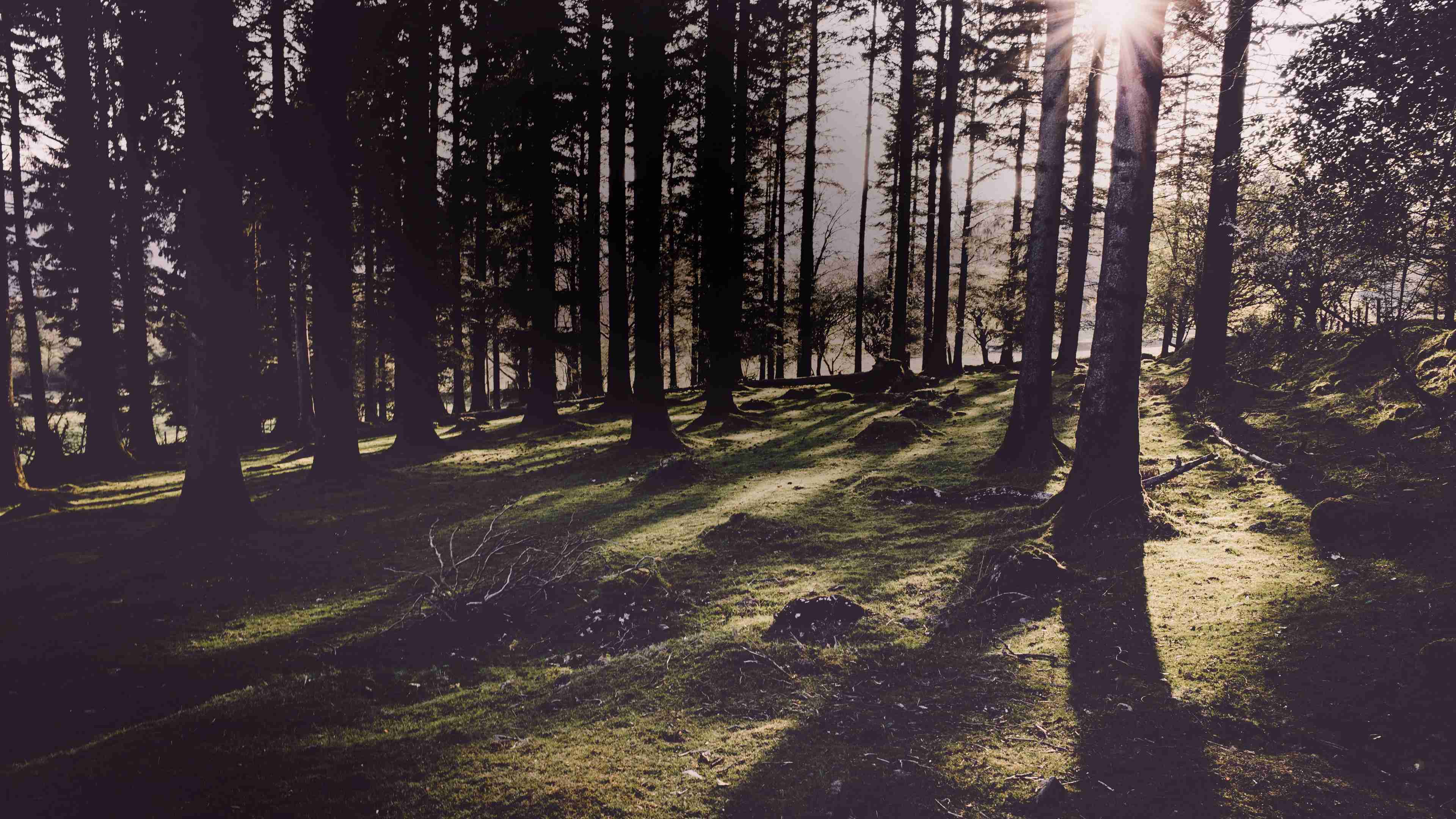 Sonnenschein im Wald