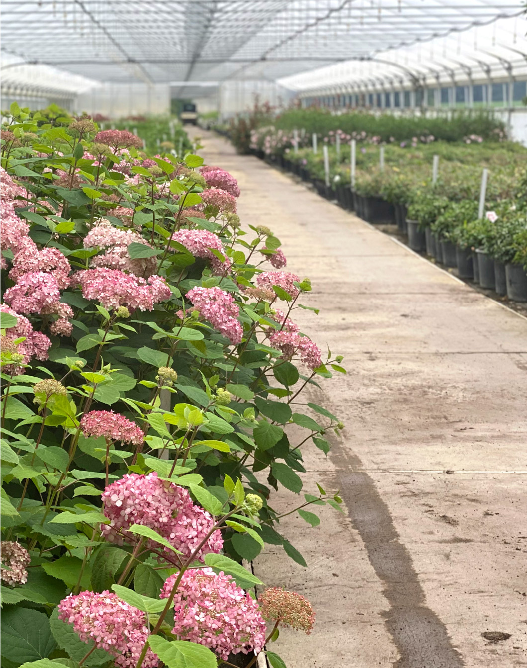 Blumen im Gewächshaus