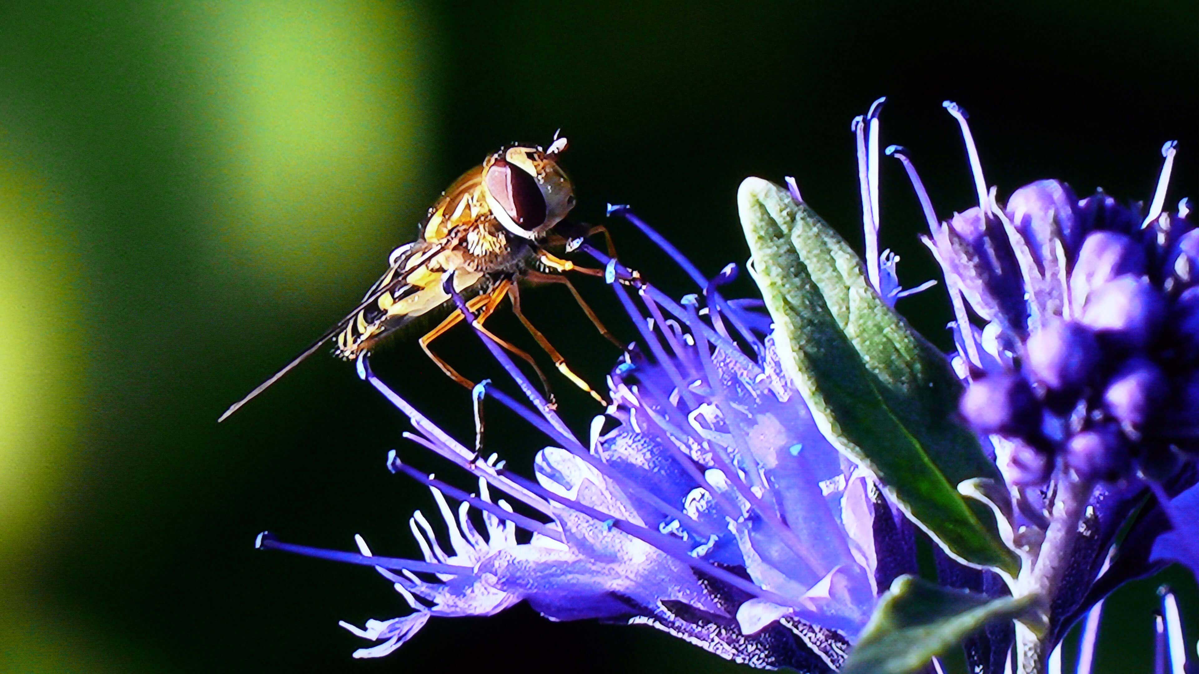 Nahaufnahme von lilaner Blume