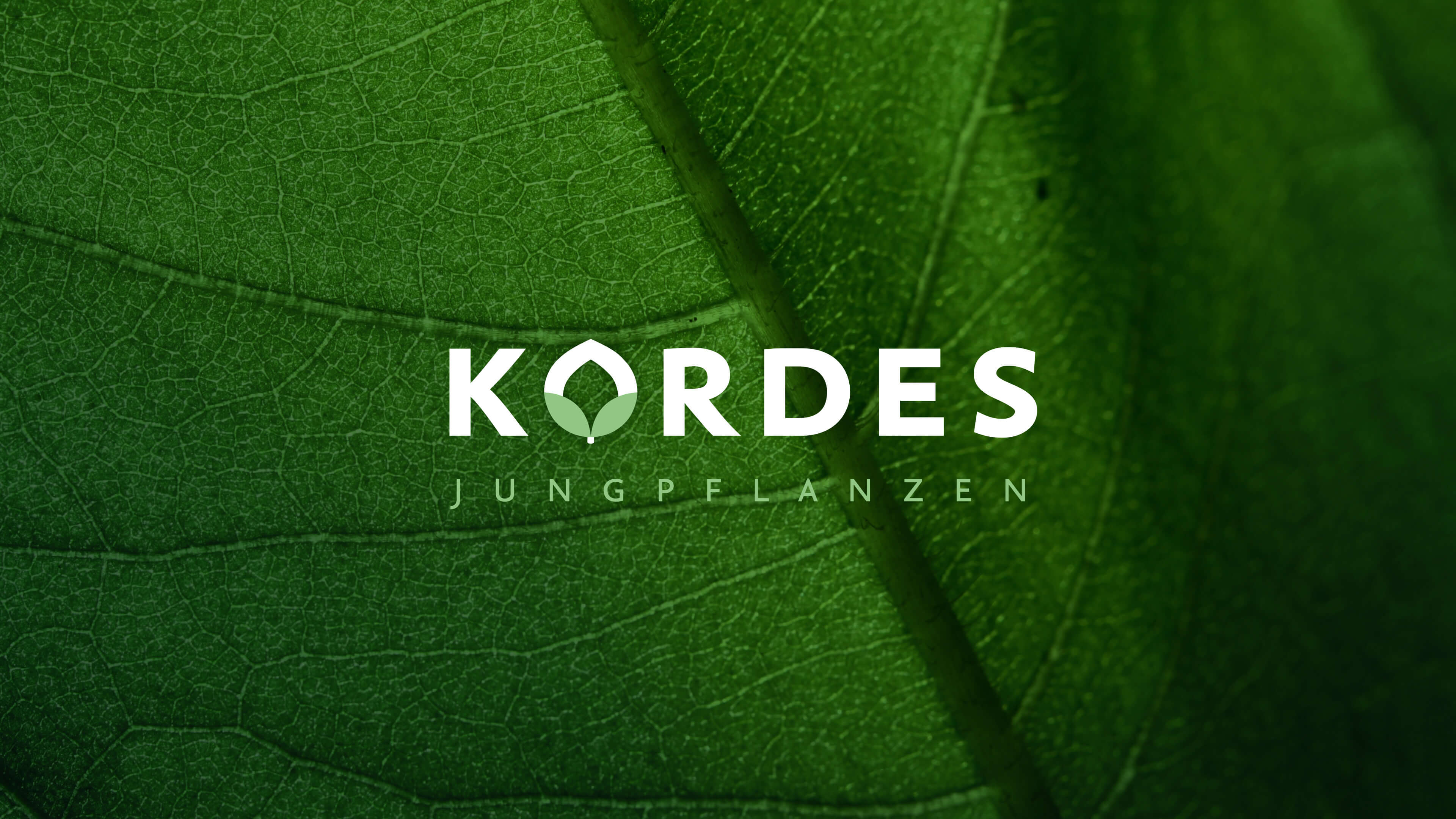 Nahaufnahme von grünem Blatt