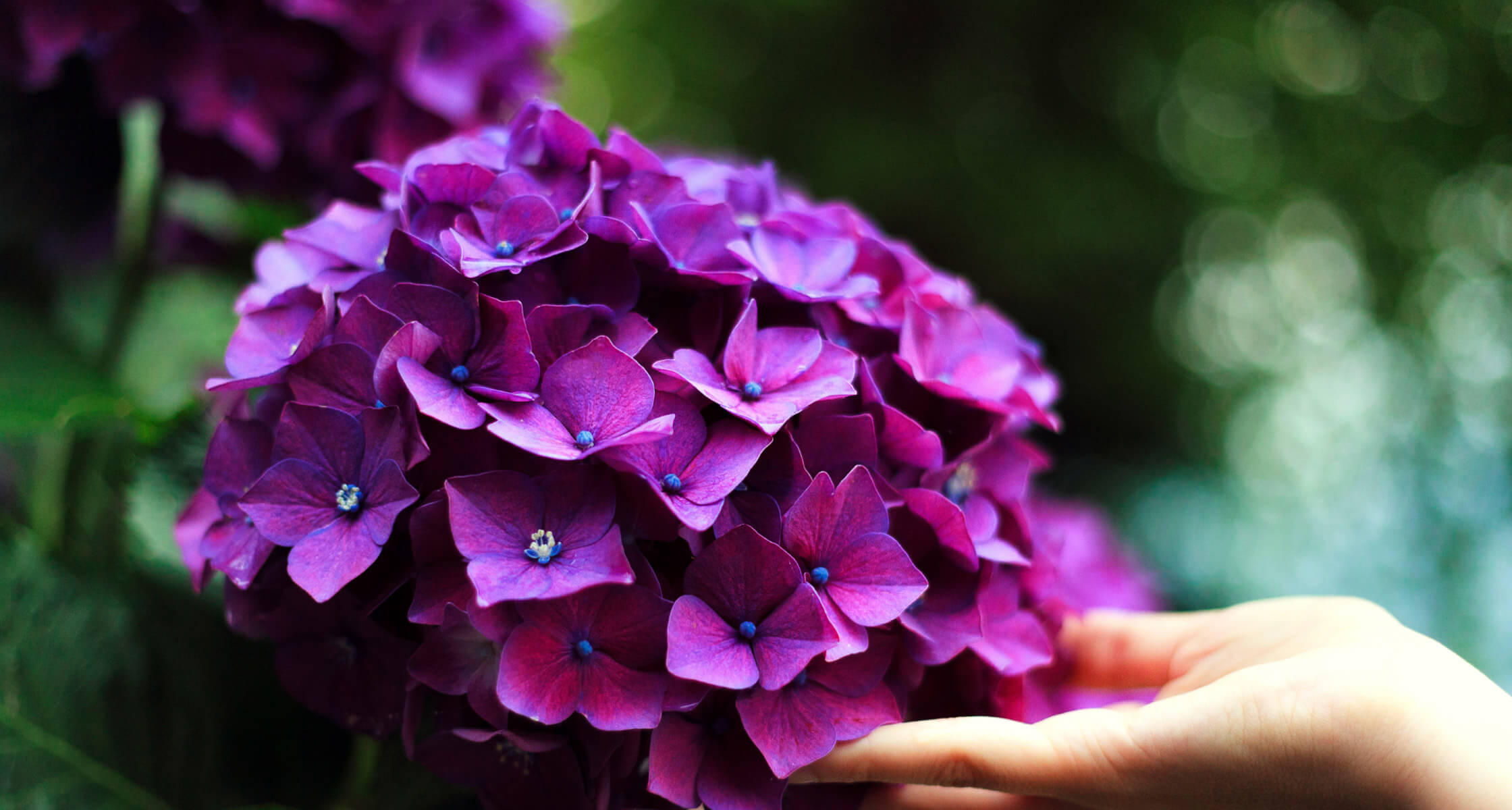 Hand fässt in Blume
