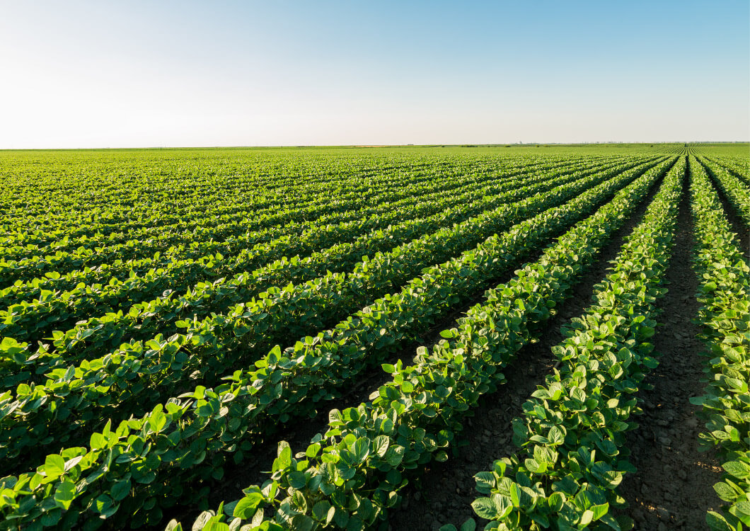 nikolas-neben-05.jpg Grünes Feld im Sommer