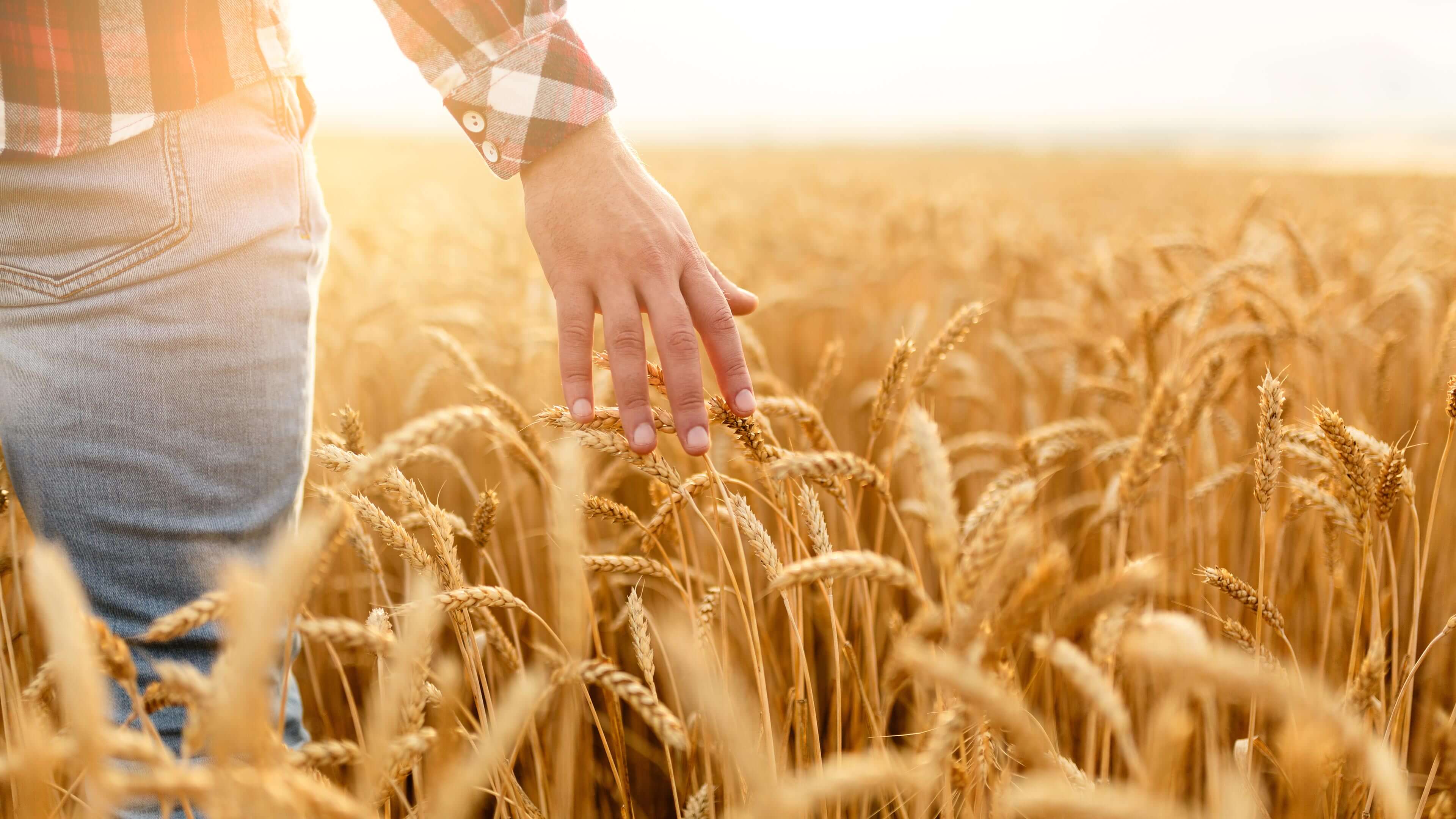 Mann im Kornfeld bei Sonnenuntergang