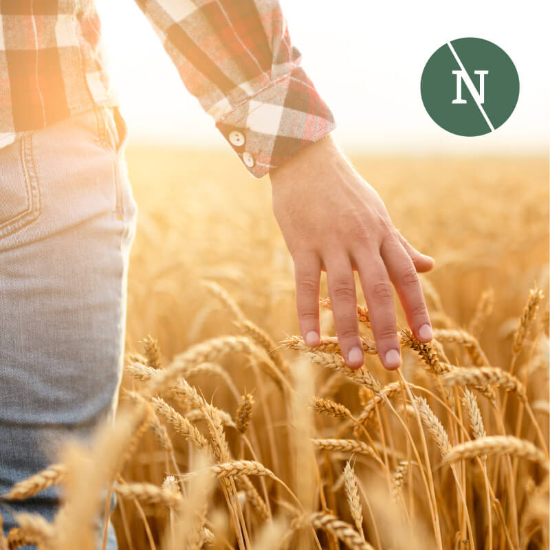 Platz da! Mann im Kornfeld