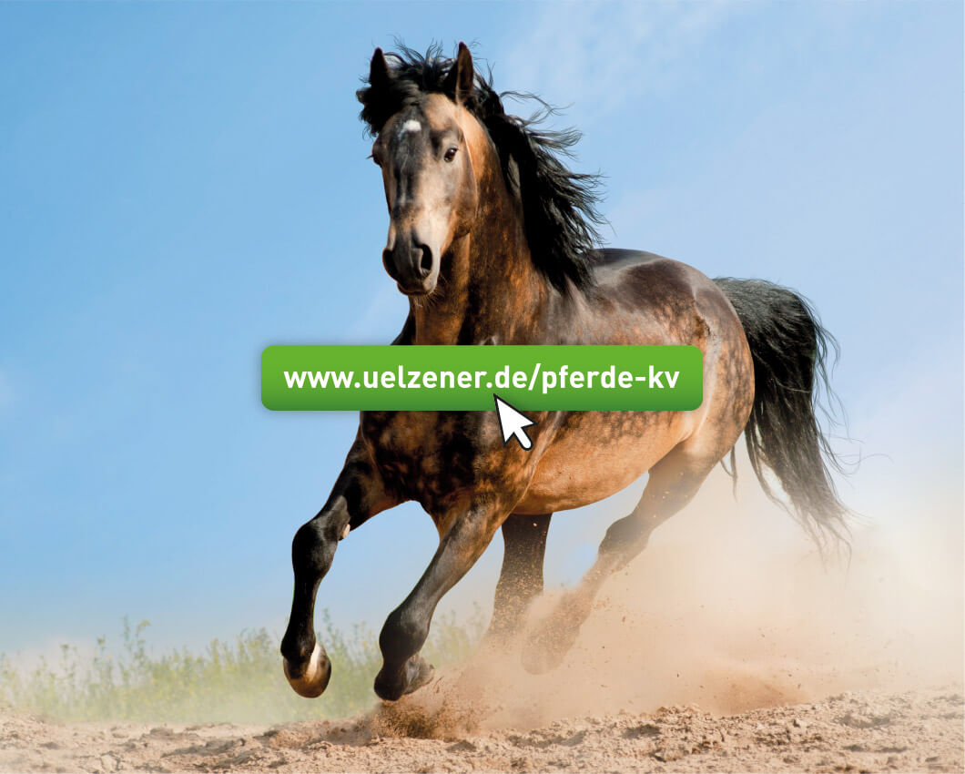 Pferd rennt über Koppel