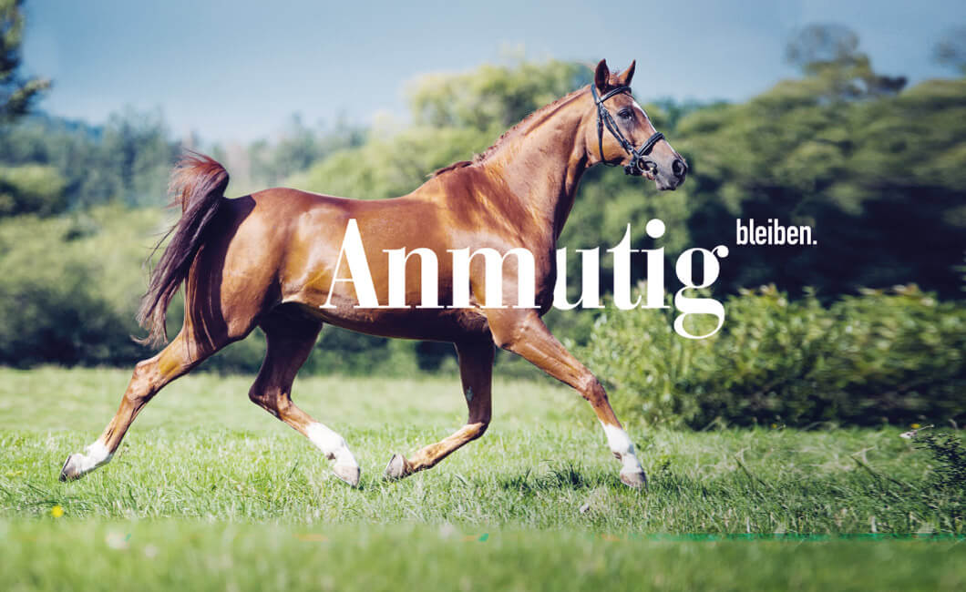 Pferd trabt auf dem Gras