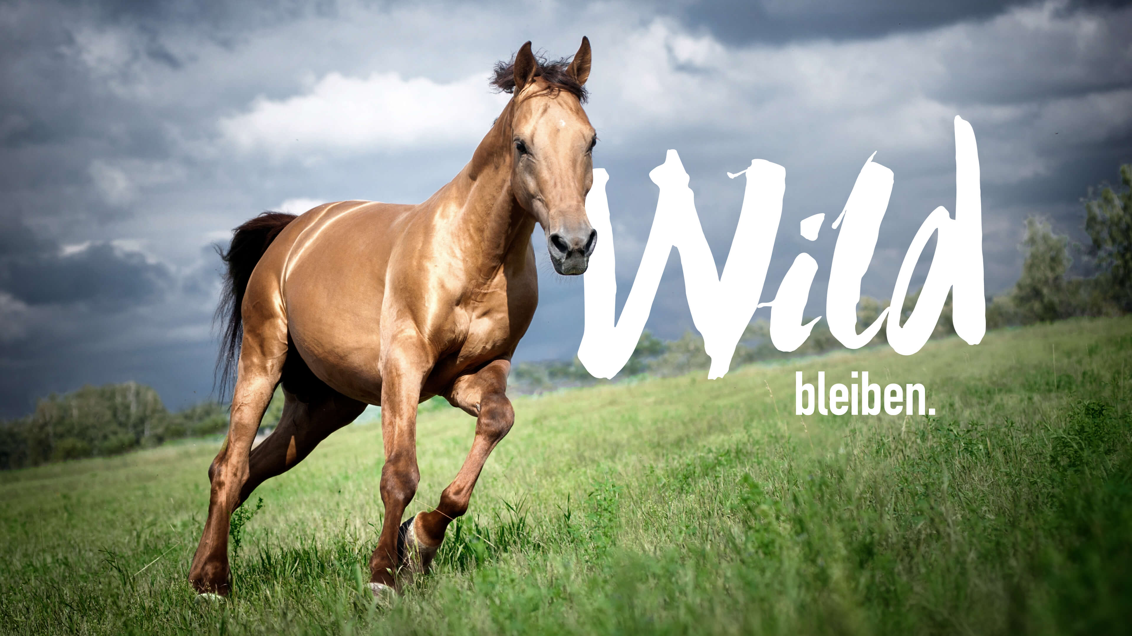 Pferd rennt über eine Wiese