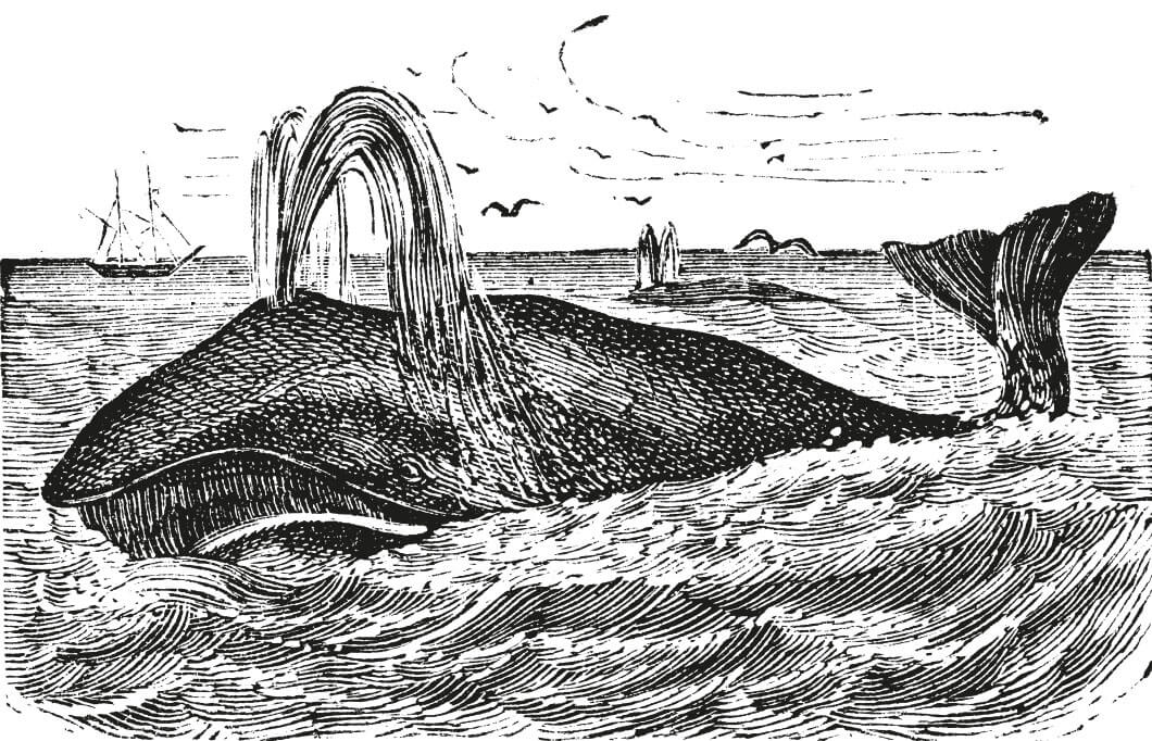 vegesack_04.jpg Gezeichneter Wal im Meer