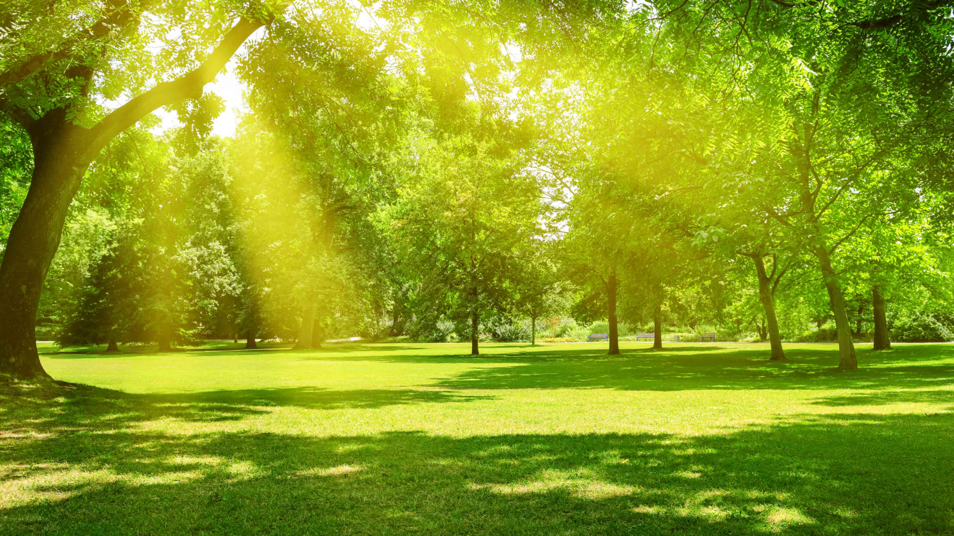 Eine grüne Wiese mit vielen Bäumen im Sonnenlicht.