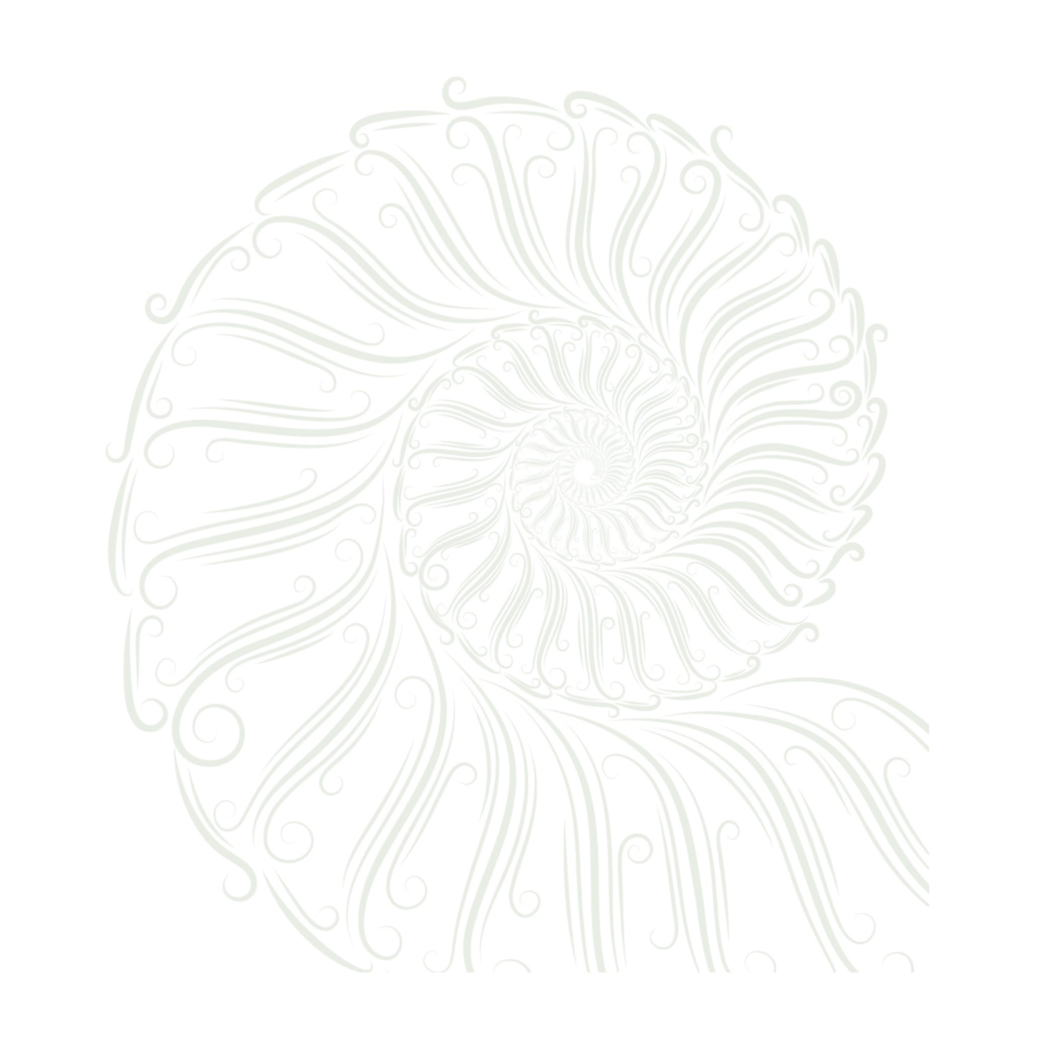 hochzwei_rae_teaser_04.jpg Weißer Ammonit vor weißem Hintergrund