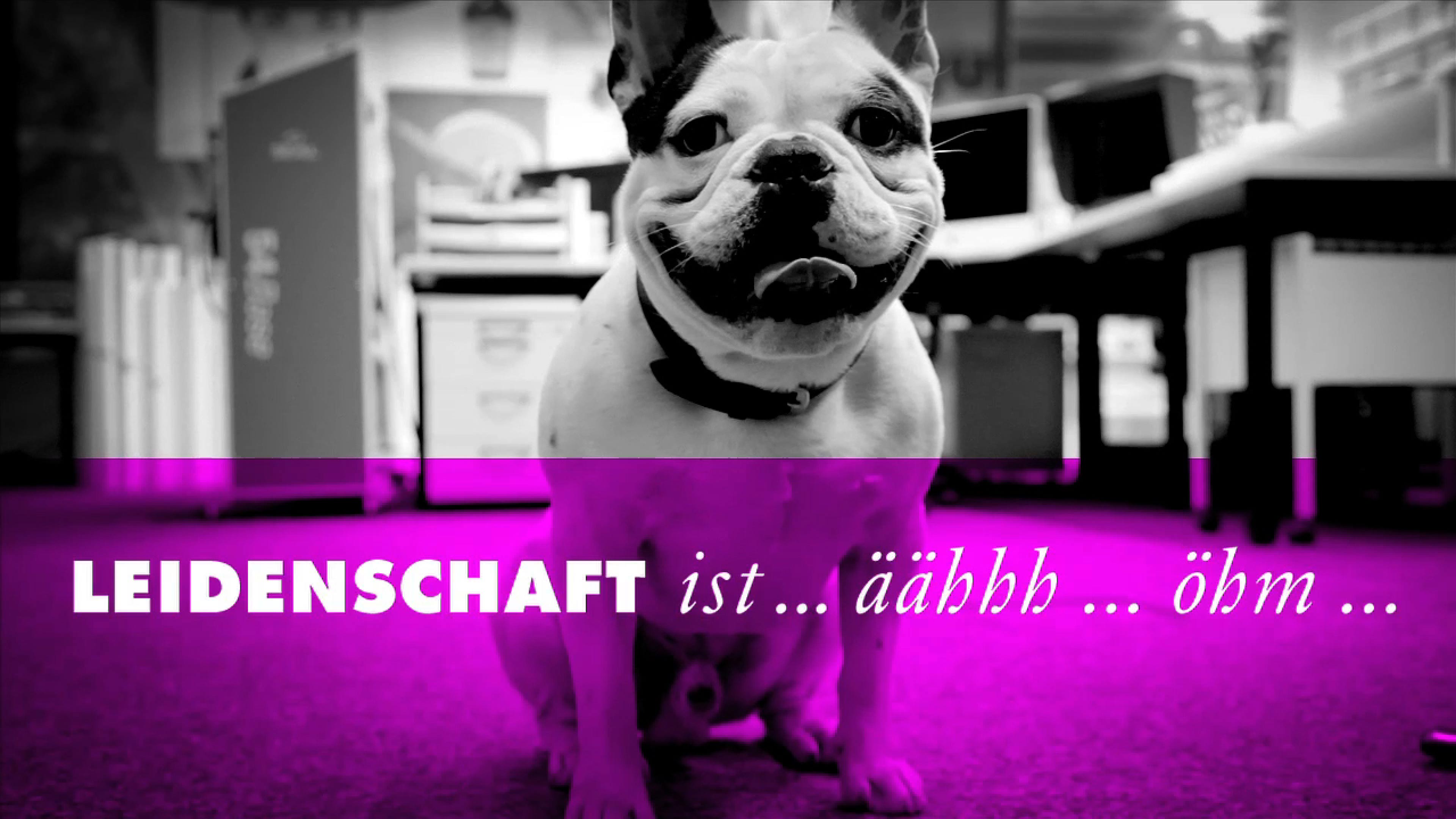 hochzwei_drle_slider_03.jpg Bürohund Bulldogge