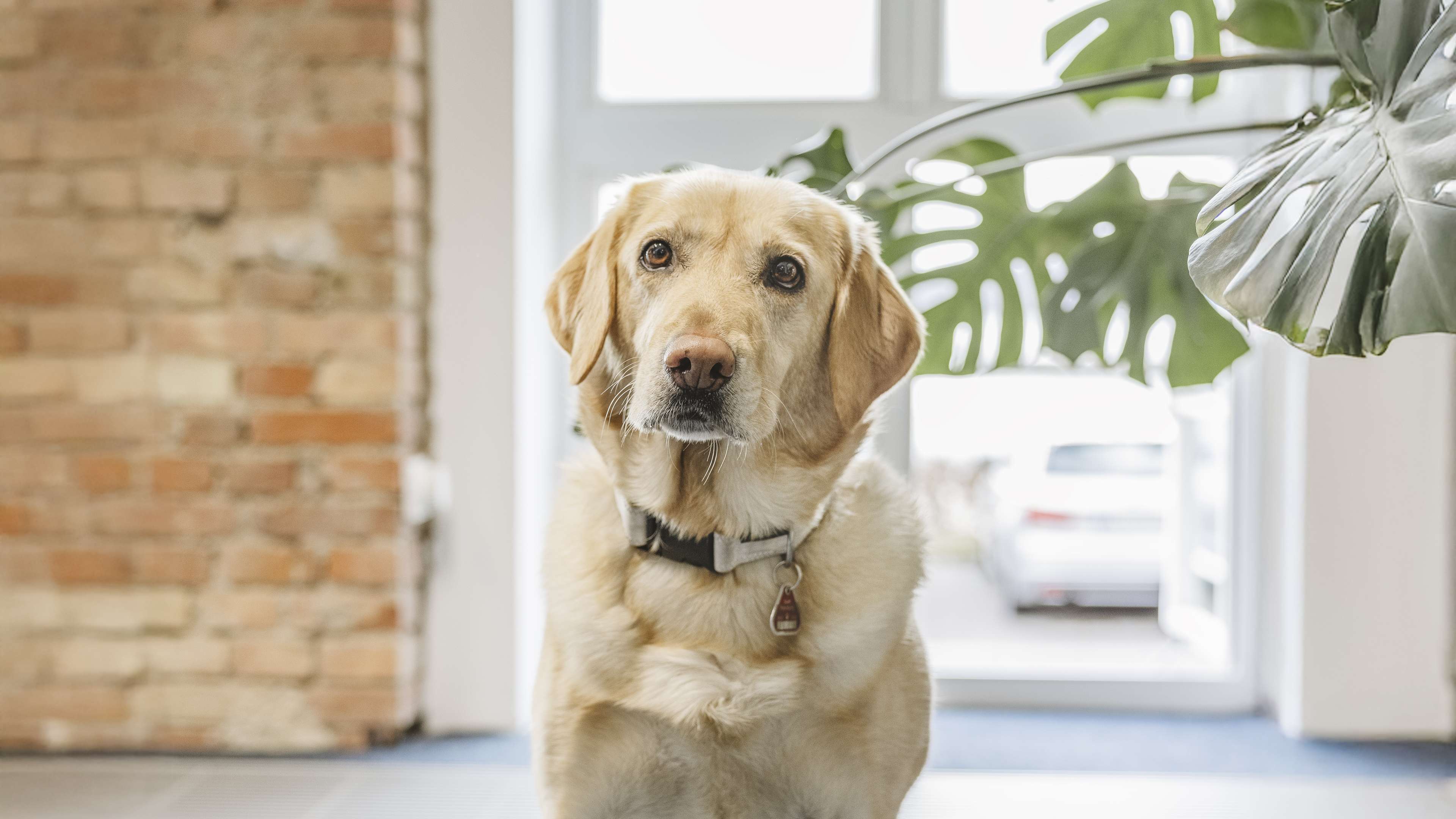 Portrait vom Ebbie im Büro