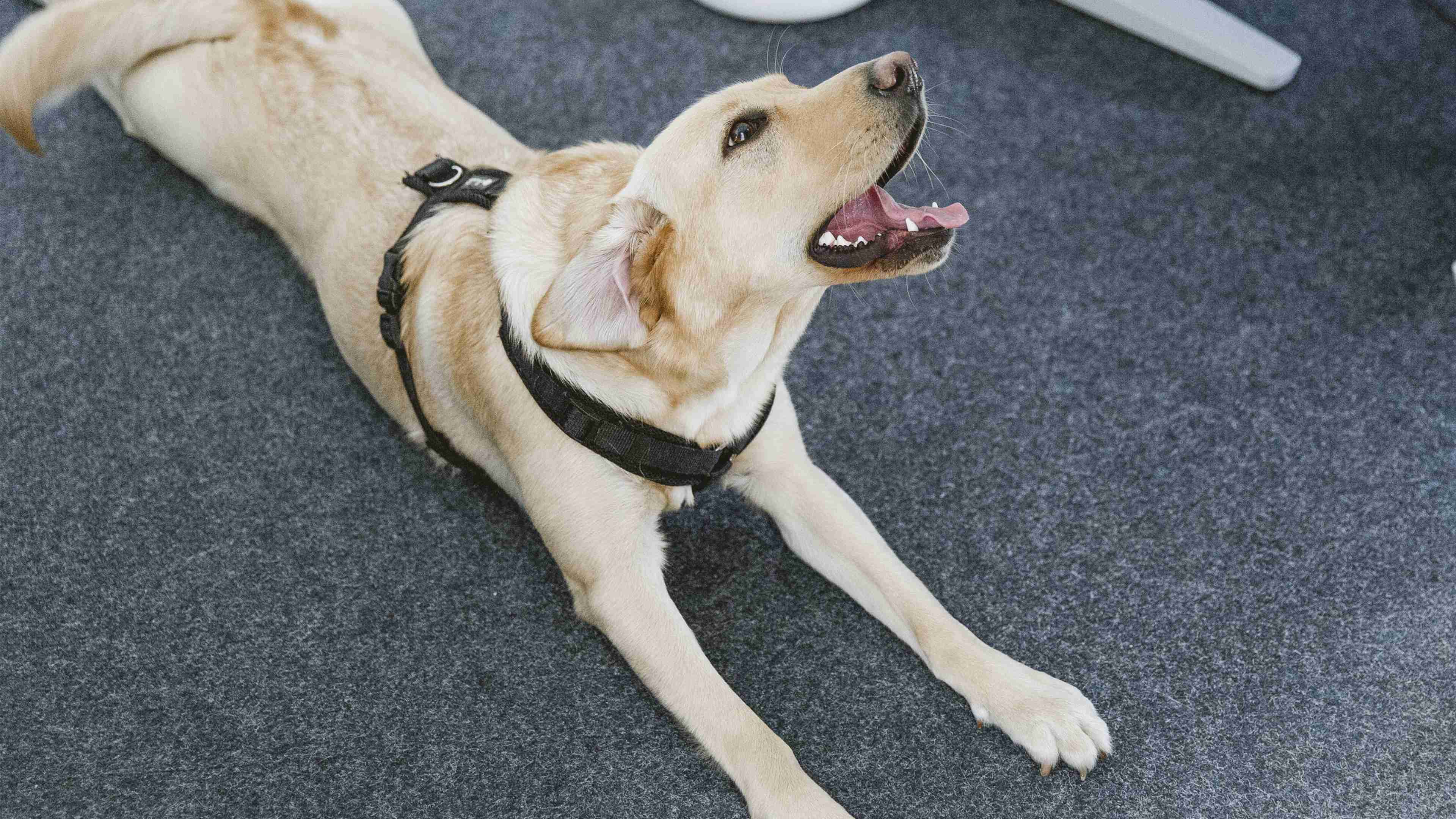 Ebbie liegt auf dem Fußboden und streckt sich