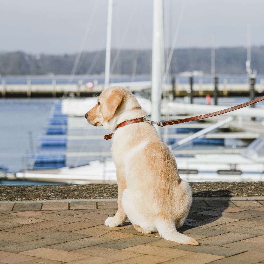 h2_ebbie_teaser_01.jpg Ebbie als Welpe an der Flensburger Förde