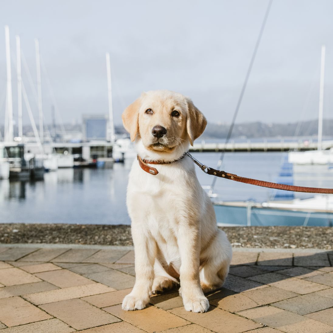 h2_ebbie_teaser_02.jpg Ebbie als Welpe an der Flensburger Förde