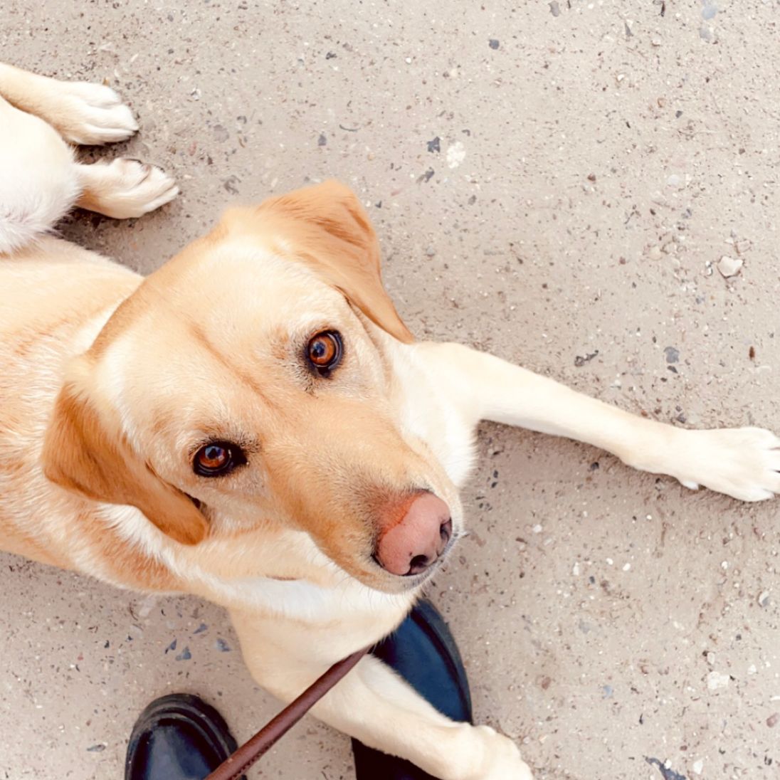 h2_ebbie_teaser_04.jpg Ebbie liegt draußen und schaut hoch