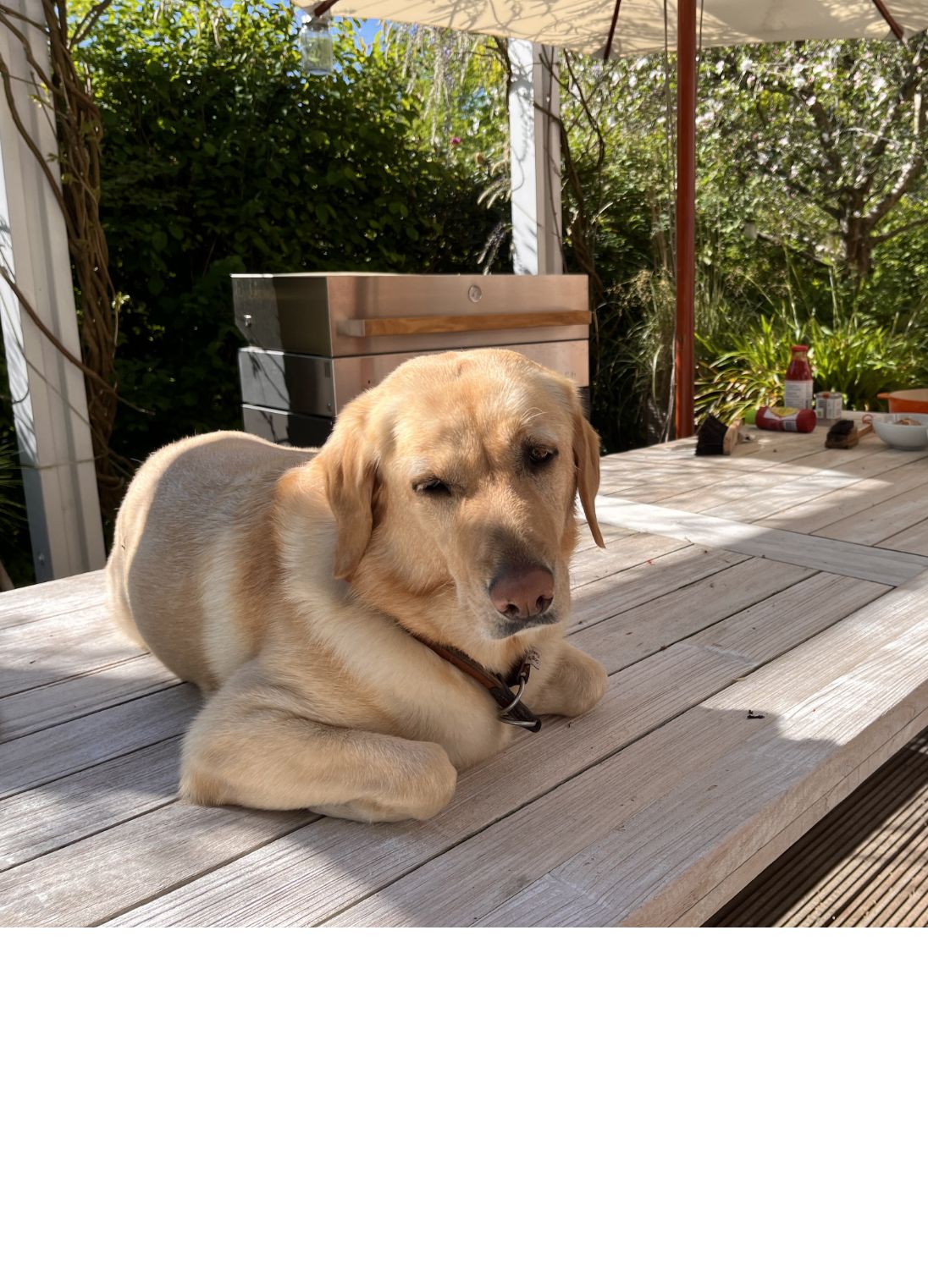 h2_ebbie_teaser_06.jpg Ebbie liegt im Halbschatten auf einer Terrasse