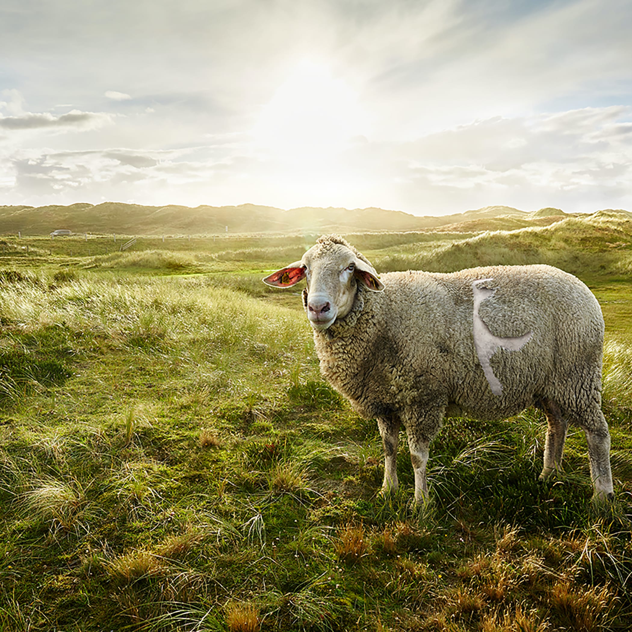 hochzwei_evs_teaser_03.jpg Schaf in Sylter Dünengraslandschaft