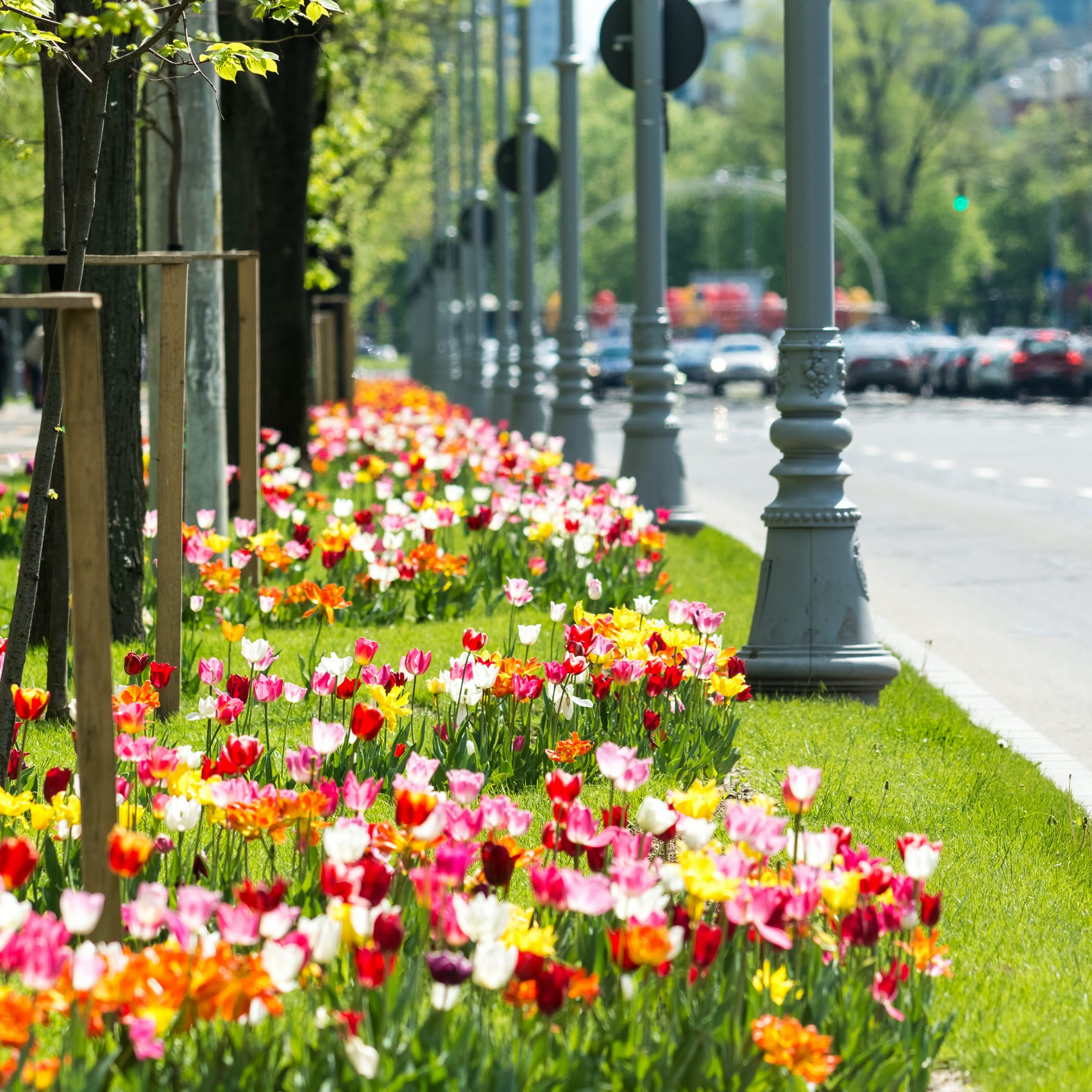 hochzwei_ffrm_teaser_04.jpg Bunte Tulpen auf Grünstreifen an befahrener Straße