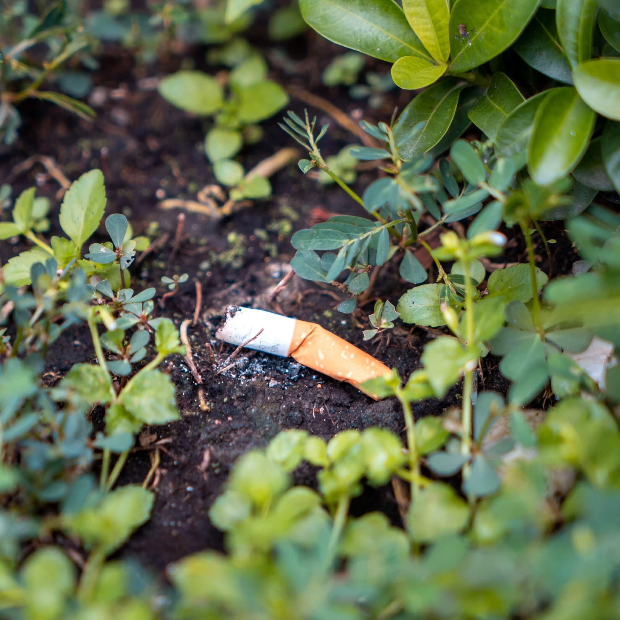 h2_iftn_besmart_teaser_02.jpg Zigarettenstummel im Beet.