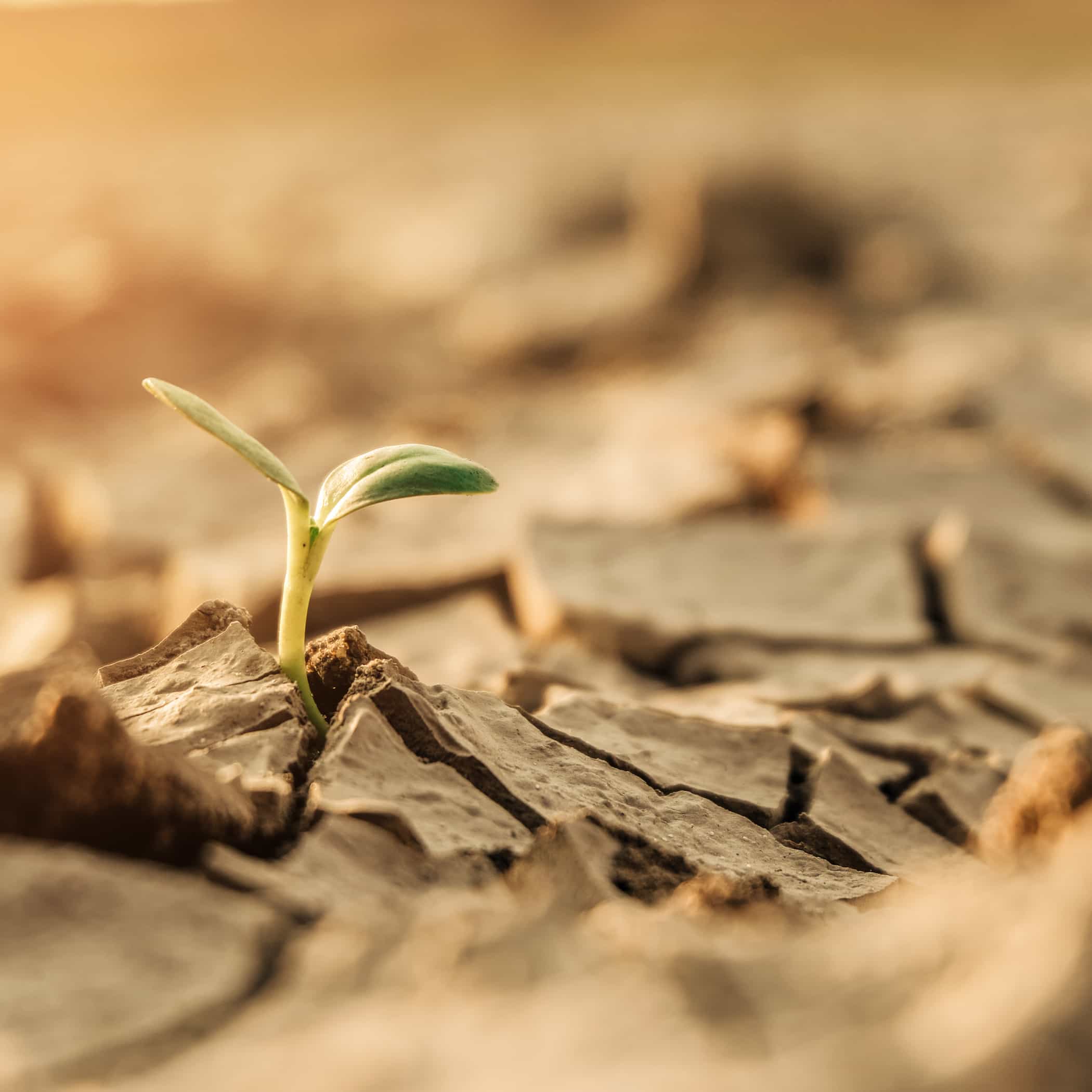 hochzwei_kiru_teaser_04.jpg Eine grüne Pflanze sprießt durch die trockene Erde
