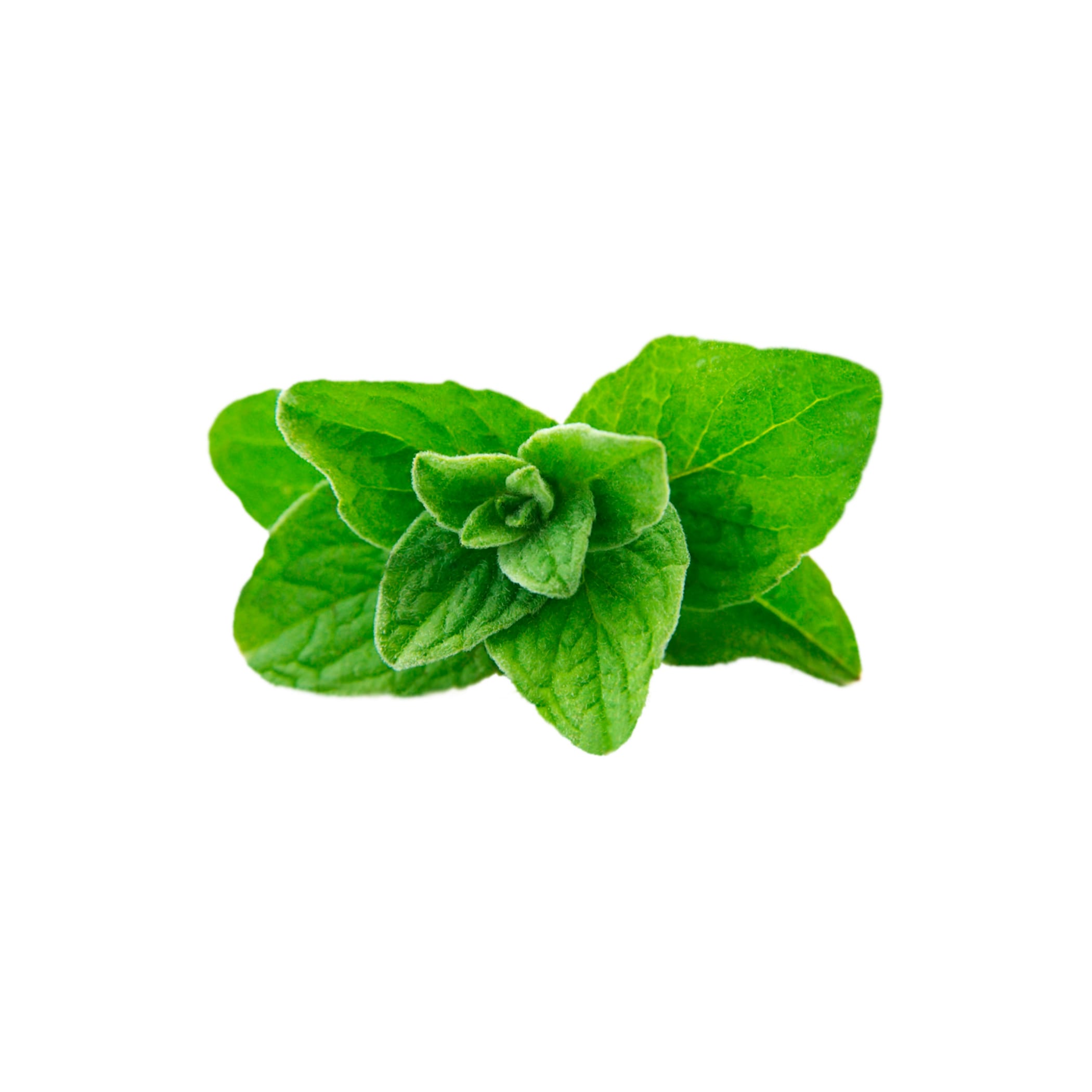 hochzwei_kowe_teaser_02.jpg Ein grünes Minzblatt