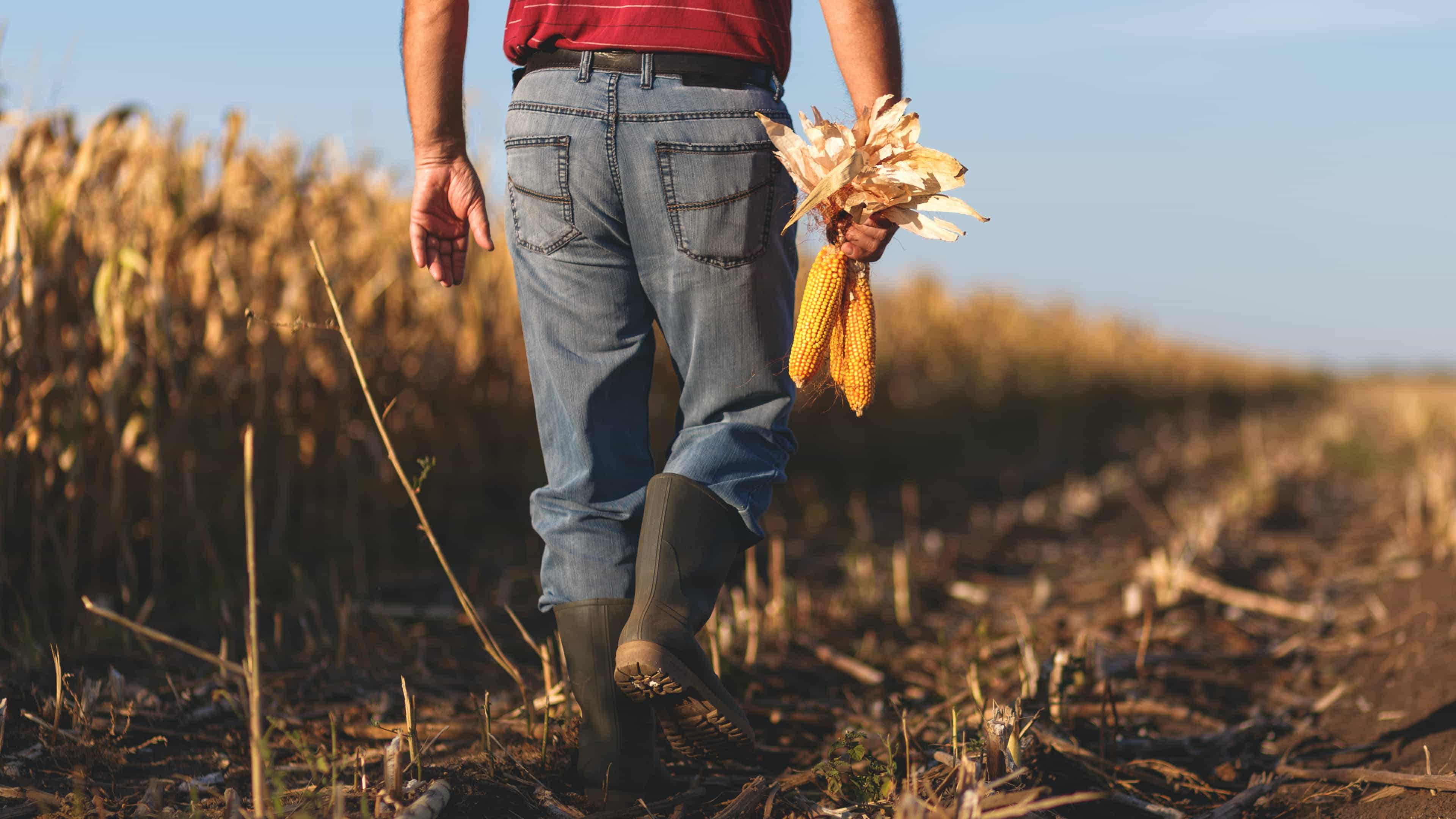 hochzwei_kogu_slider_03.jpg Bauer trägt drei Maiskolben