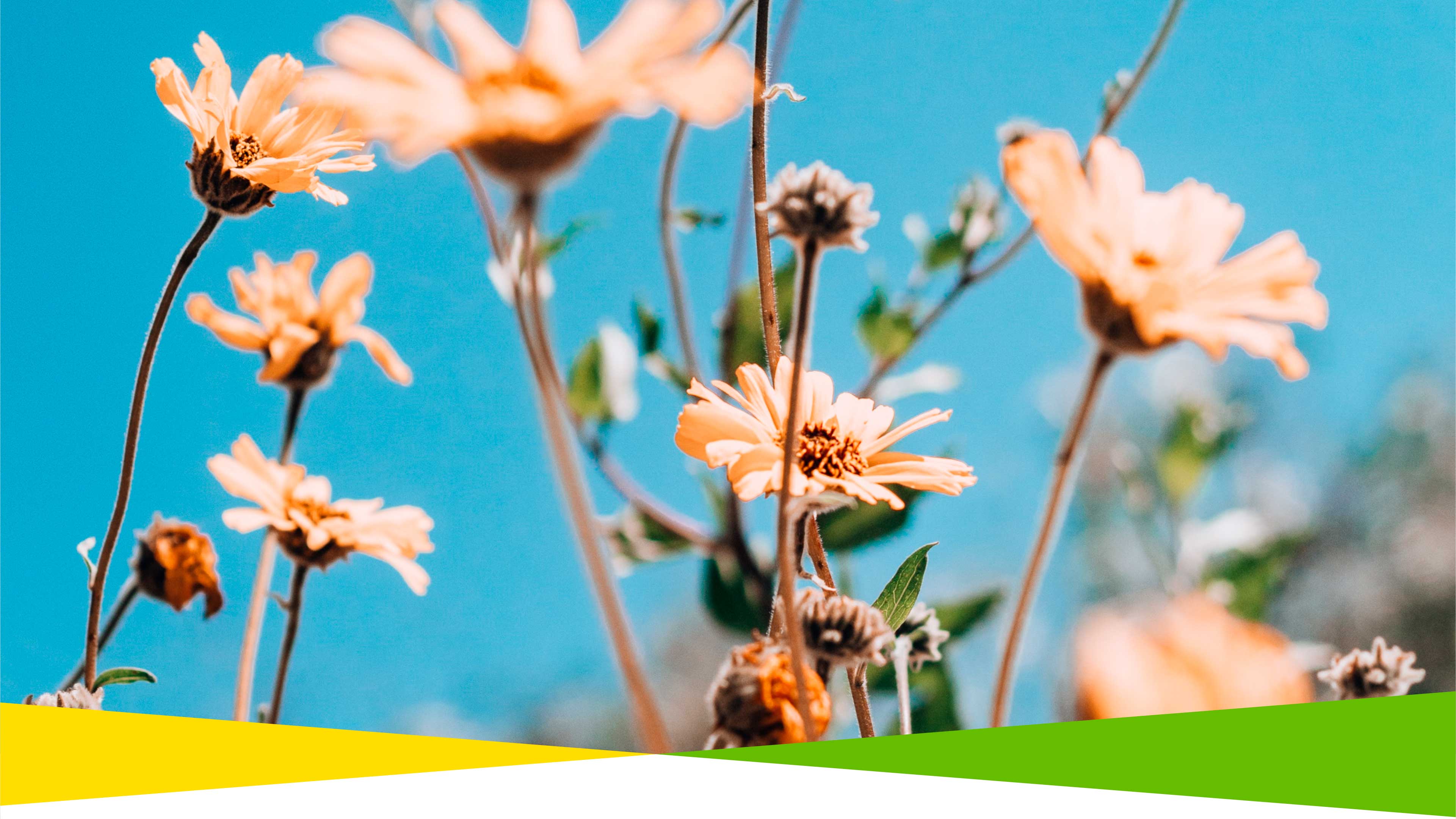 Nahaufnahme von Blumen