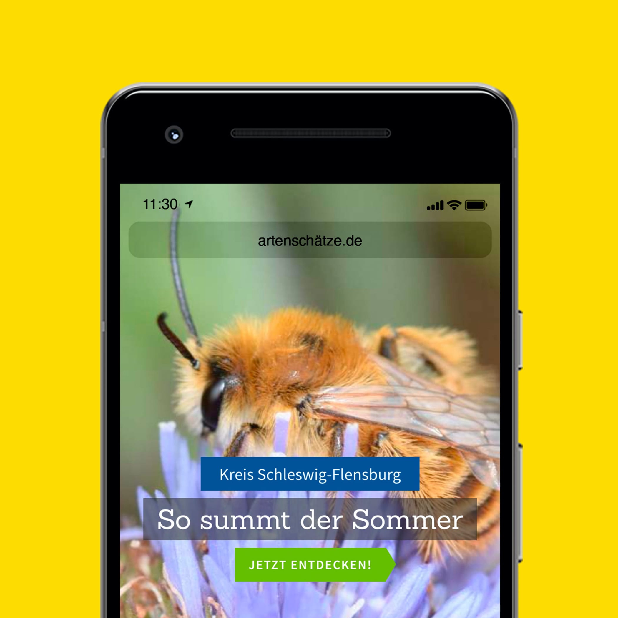 hochzwei_kshf_teaser_01.jpg Nahaufnahme einer Biene