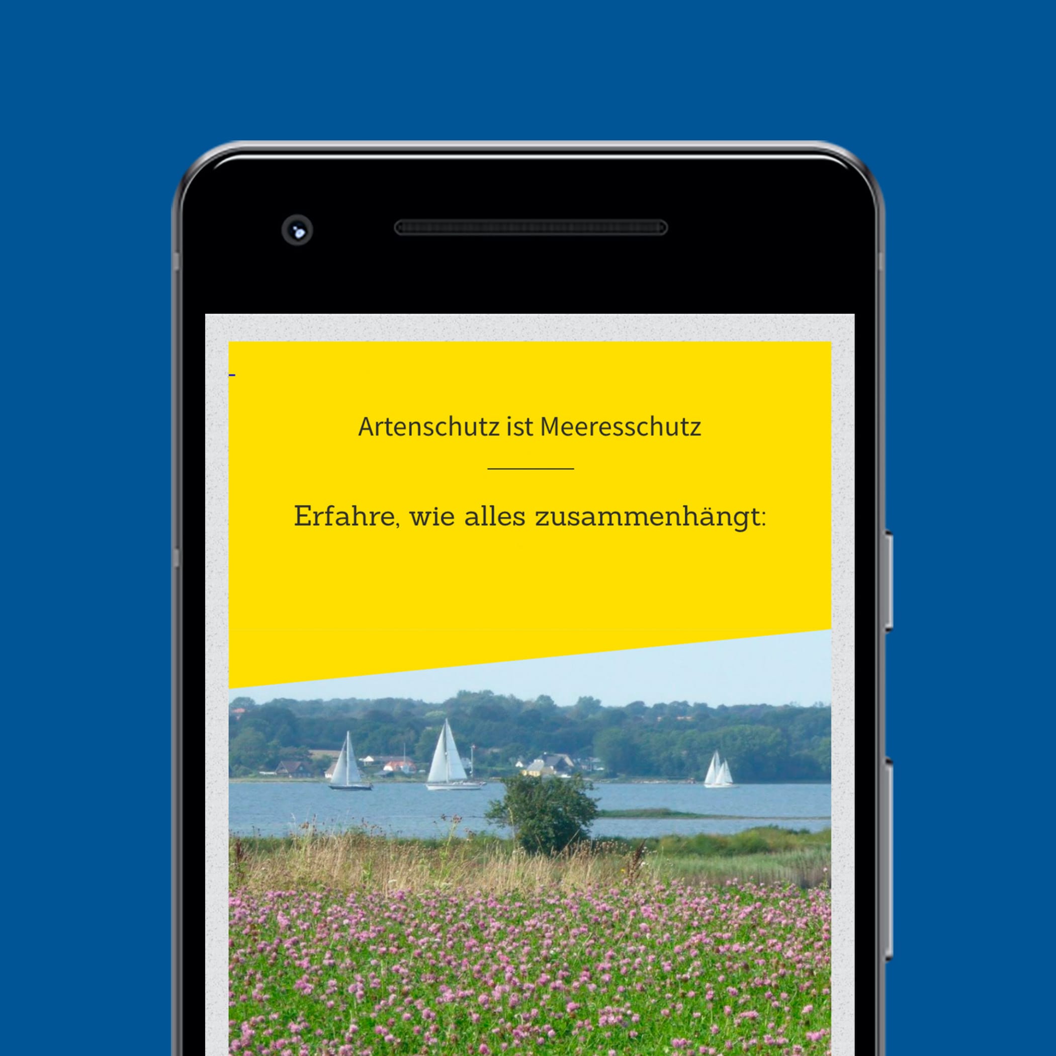 hochzwei_kshf_teaser_06.jpg Eine Blumenwiese an der Schlei