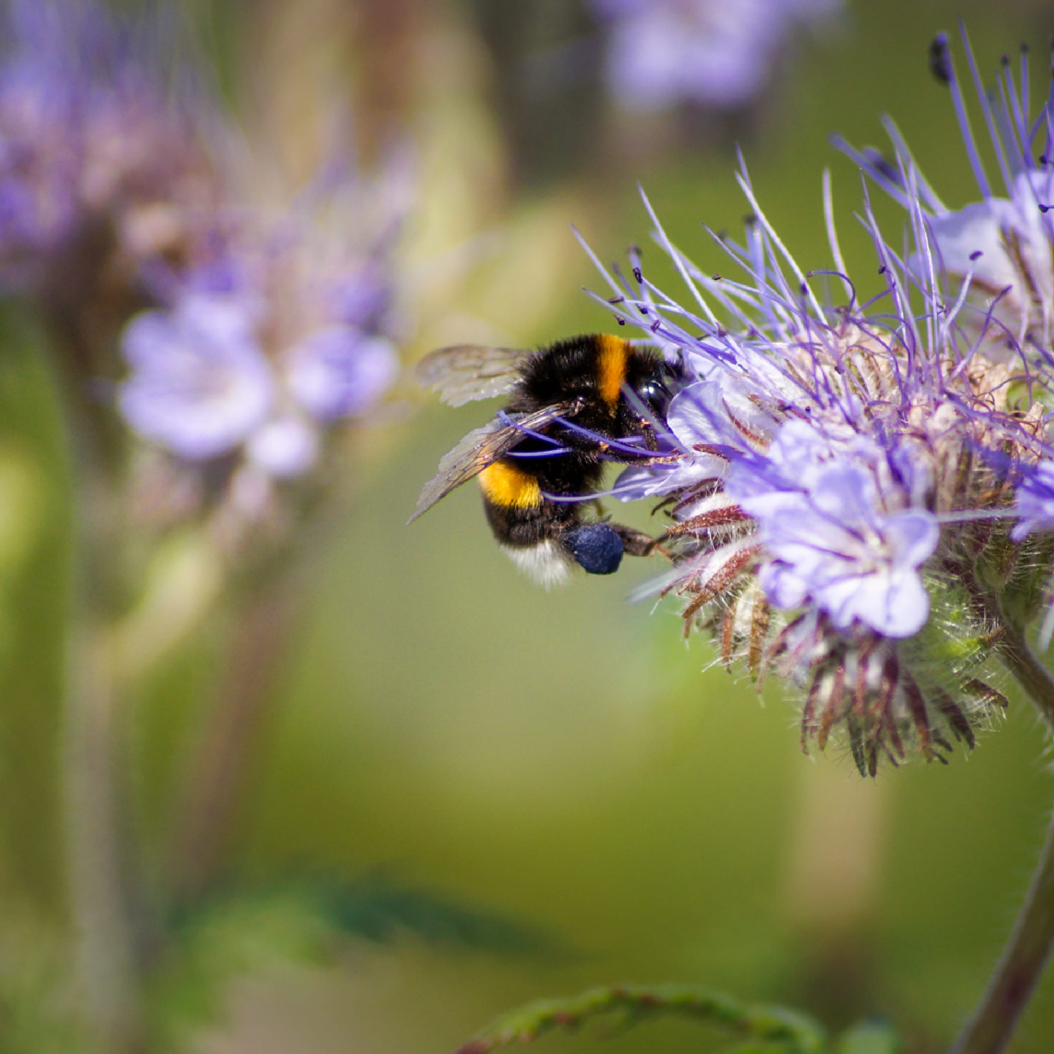 hochzwei_ph_teaser_01.jpg Makroaufnahme einer Biene die eine Blüte bestäubt
