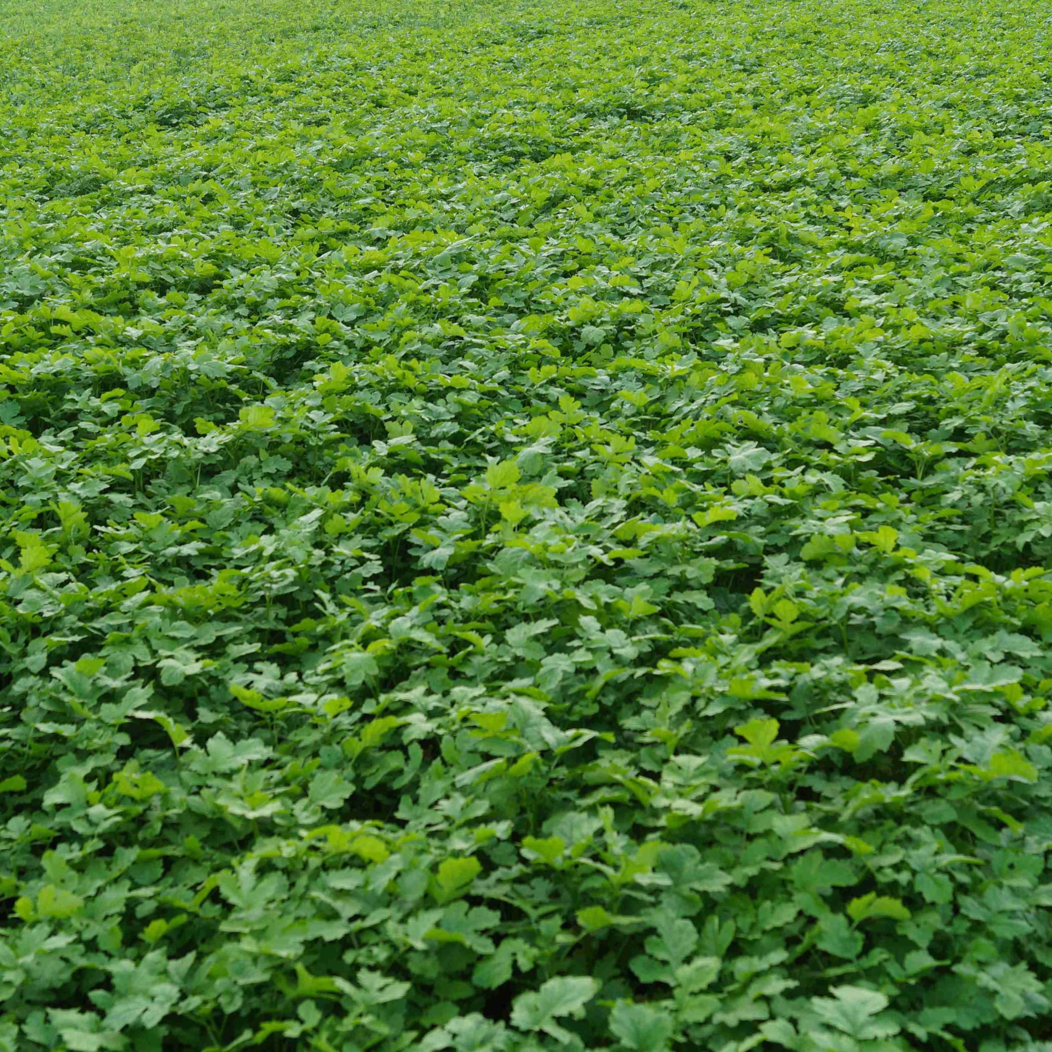 hochzwei_ph_teaser_04.jpg Blick auf eine grüne Wiese