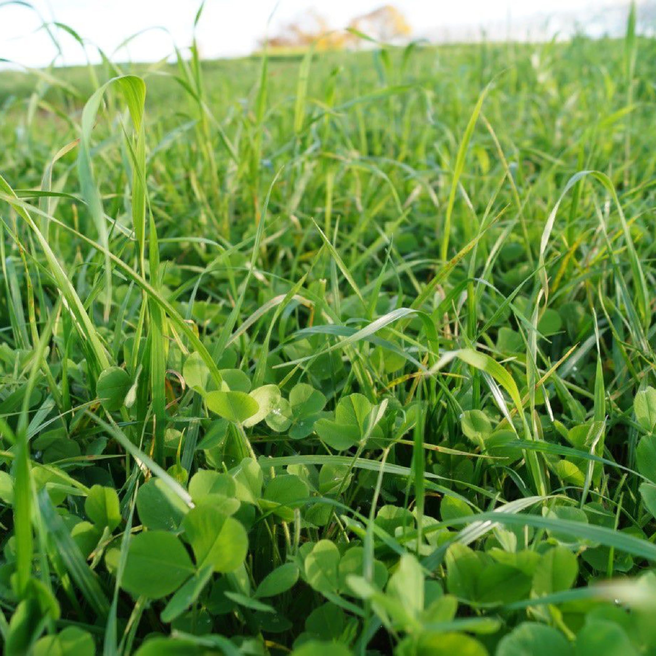 Nahaufnahme von einer Graswiese