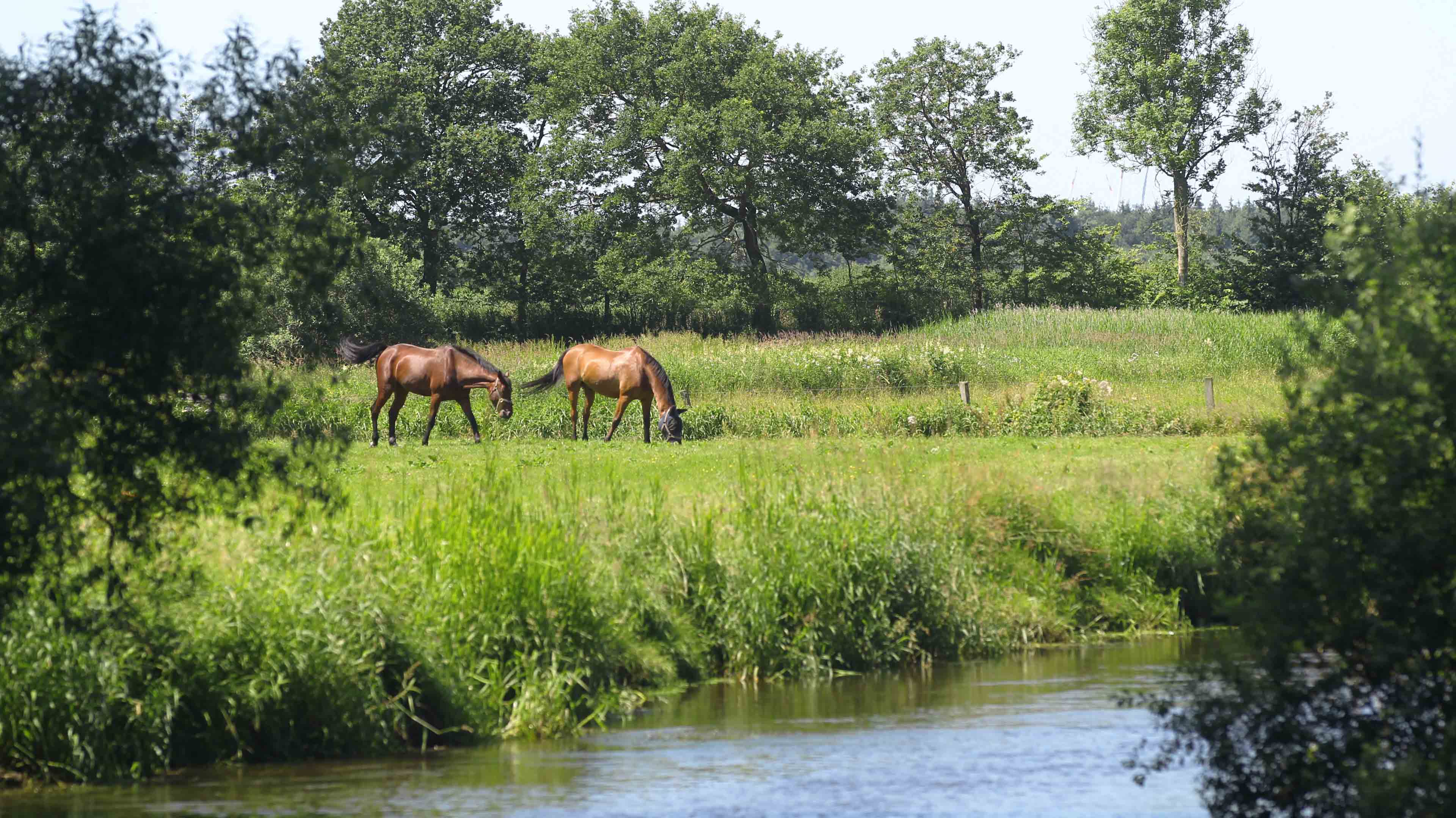 Zwei Pferde grasen auf einer Wiese