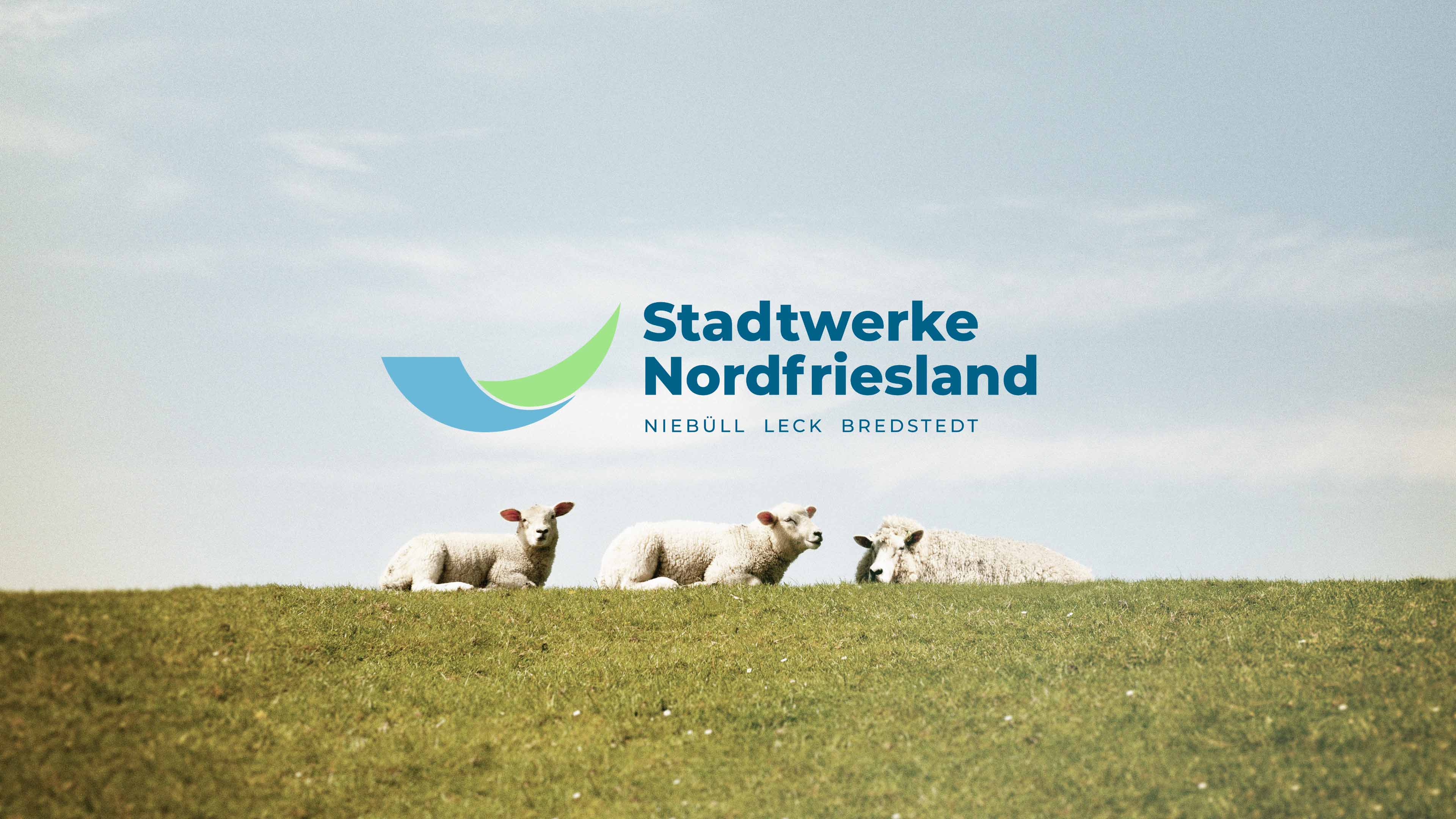 Schafe stehen auf einem Deich