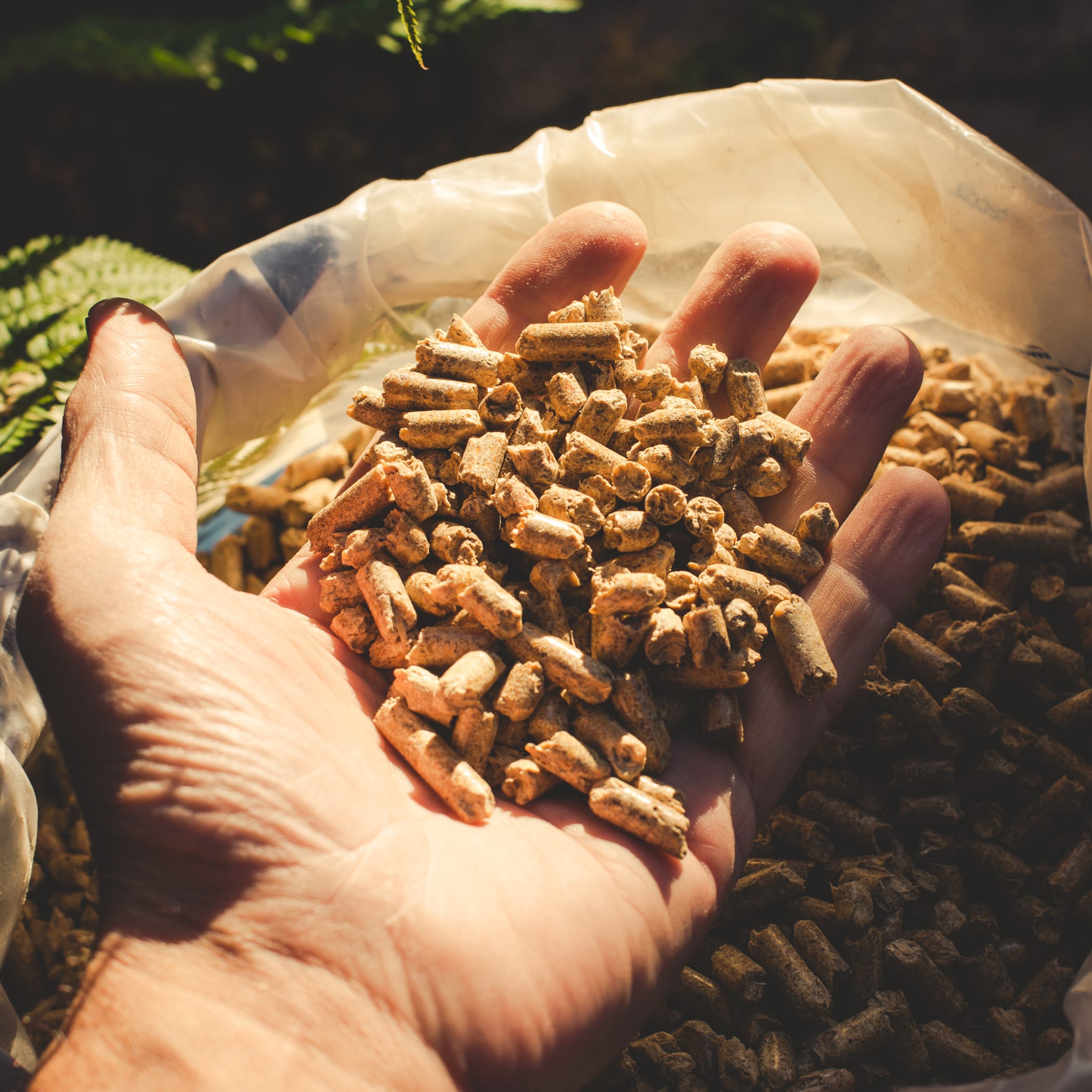hochzwei_stn_teaser_03.jpg Hand hält Pellets zum Feuer machen