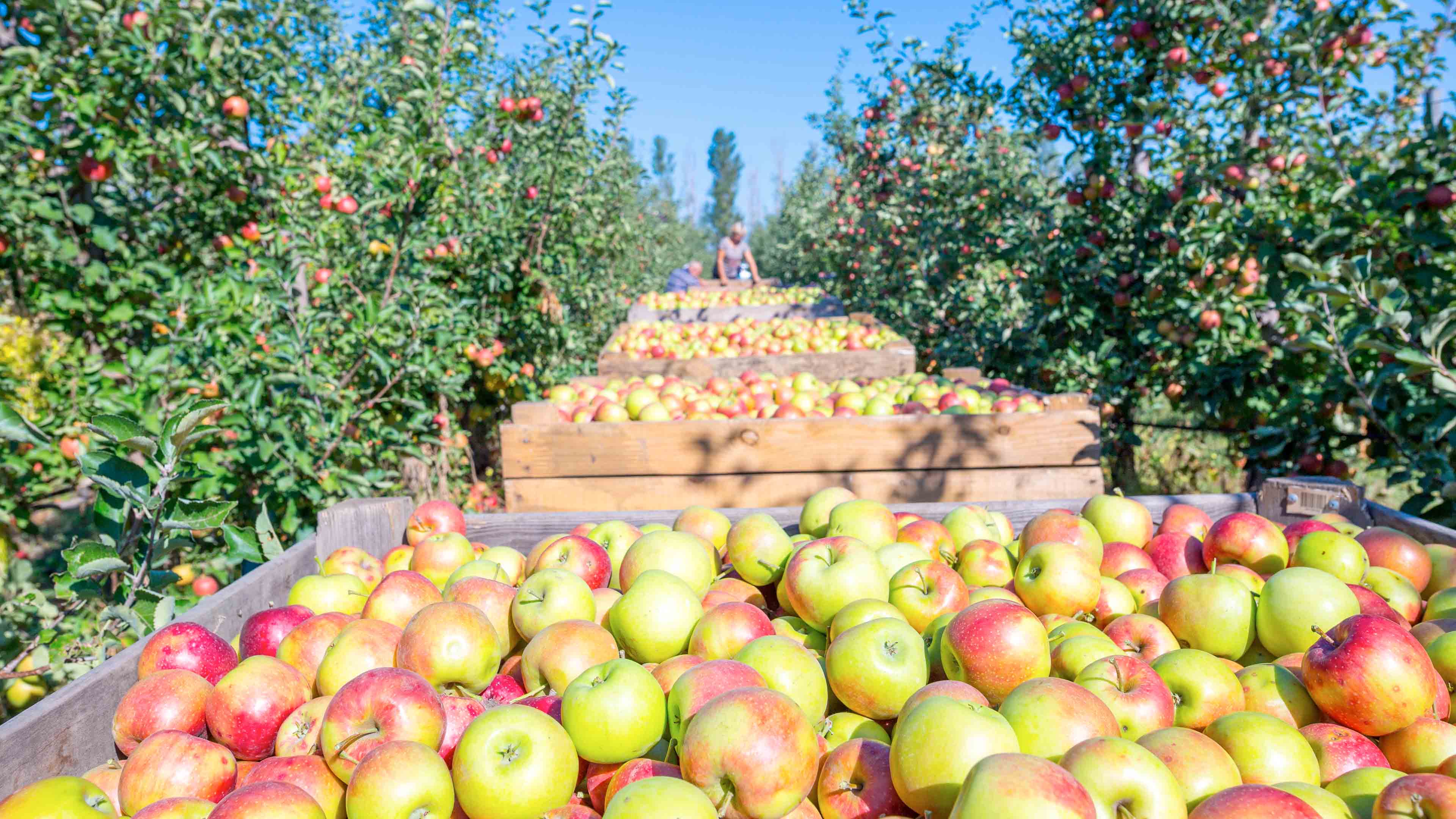 hochzwei_stei_slider_02.jpg Äpfel in Holzkisten bei der Apfelernte