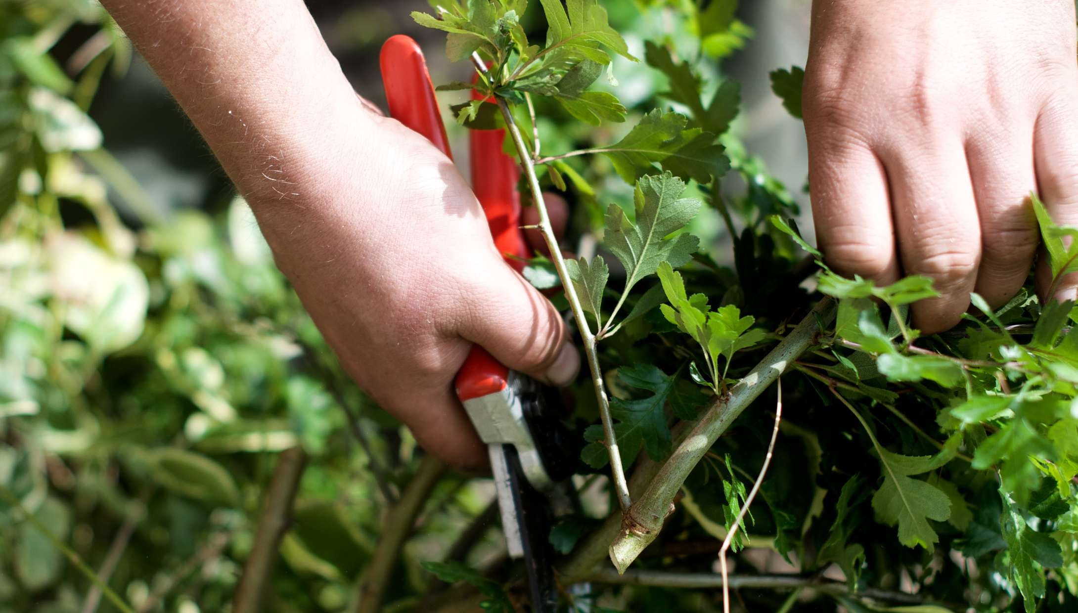 h2_tannenhof_teaser_06.jpg Ein Mensch kürzt mit einer Rebschere Pflanzen.