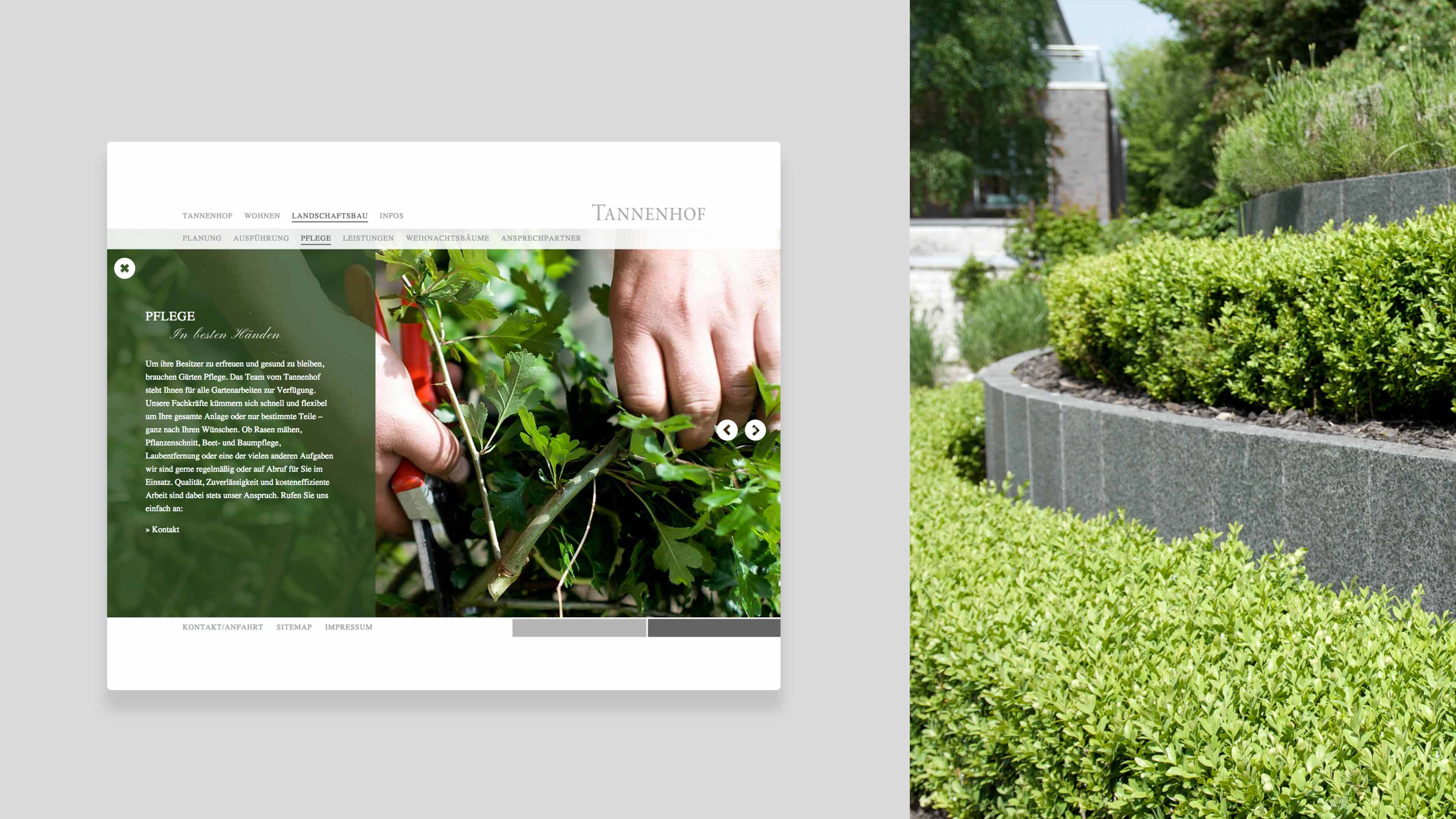 hochzwei_tann_slider_02.jpg Grüner Busch in Betonkrug