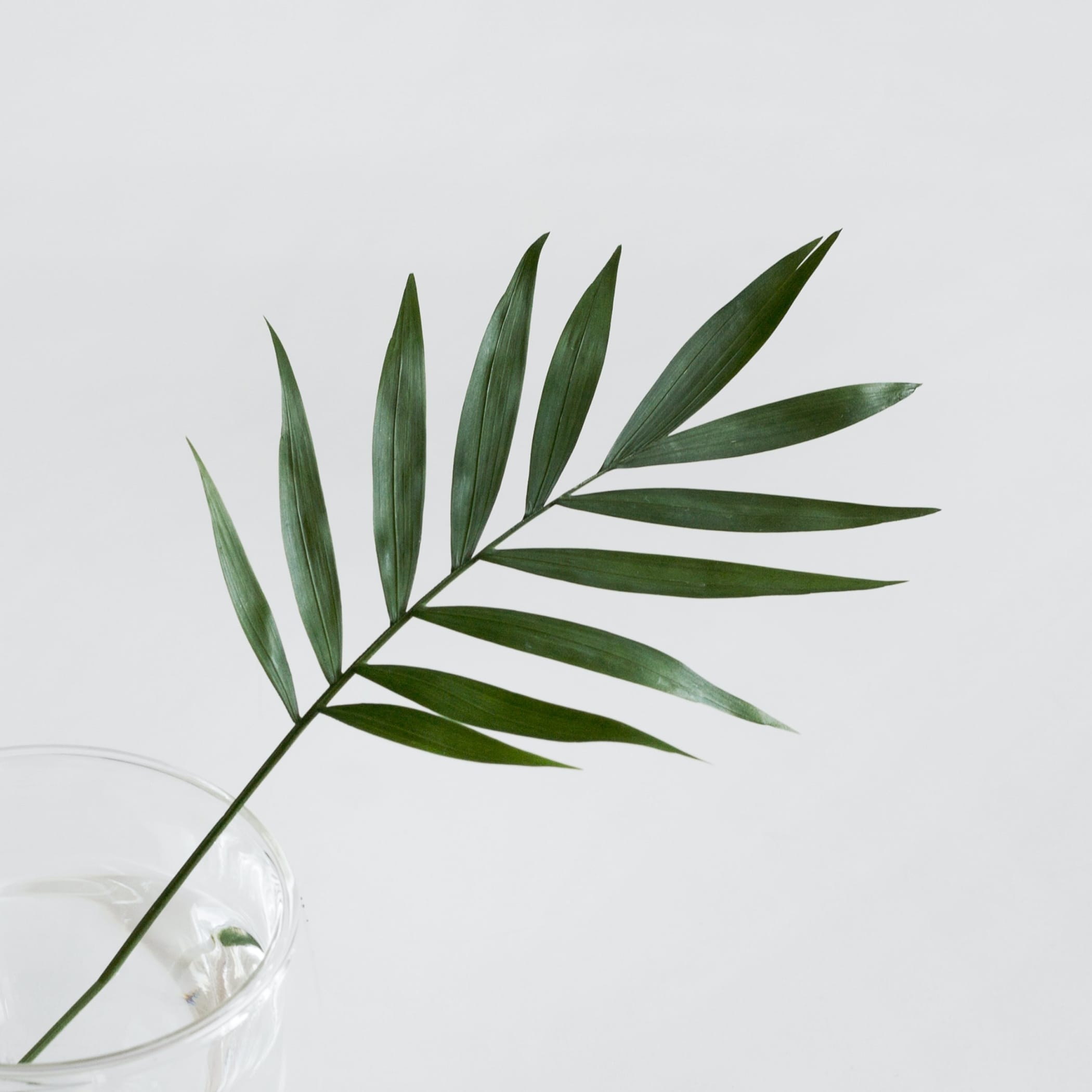 hochzwei_tann_teaser_04.jpg Grünes Blatt in einer Glasvase