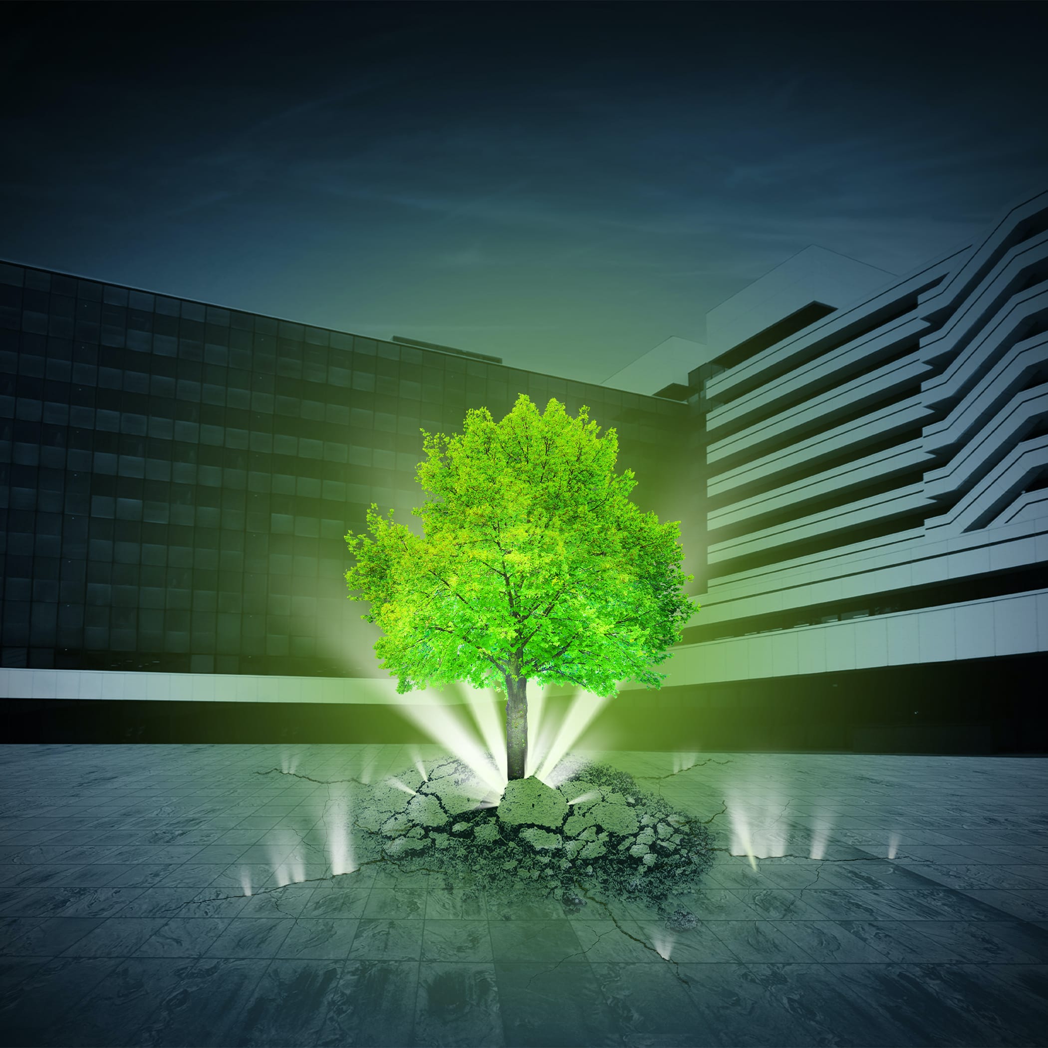 hochzwei_frne_teaser_01.jpg Baum bricht durch beton aus dem Asphalt