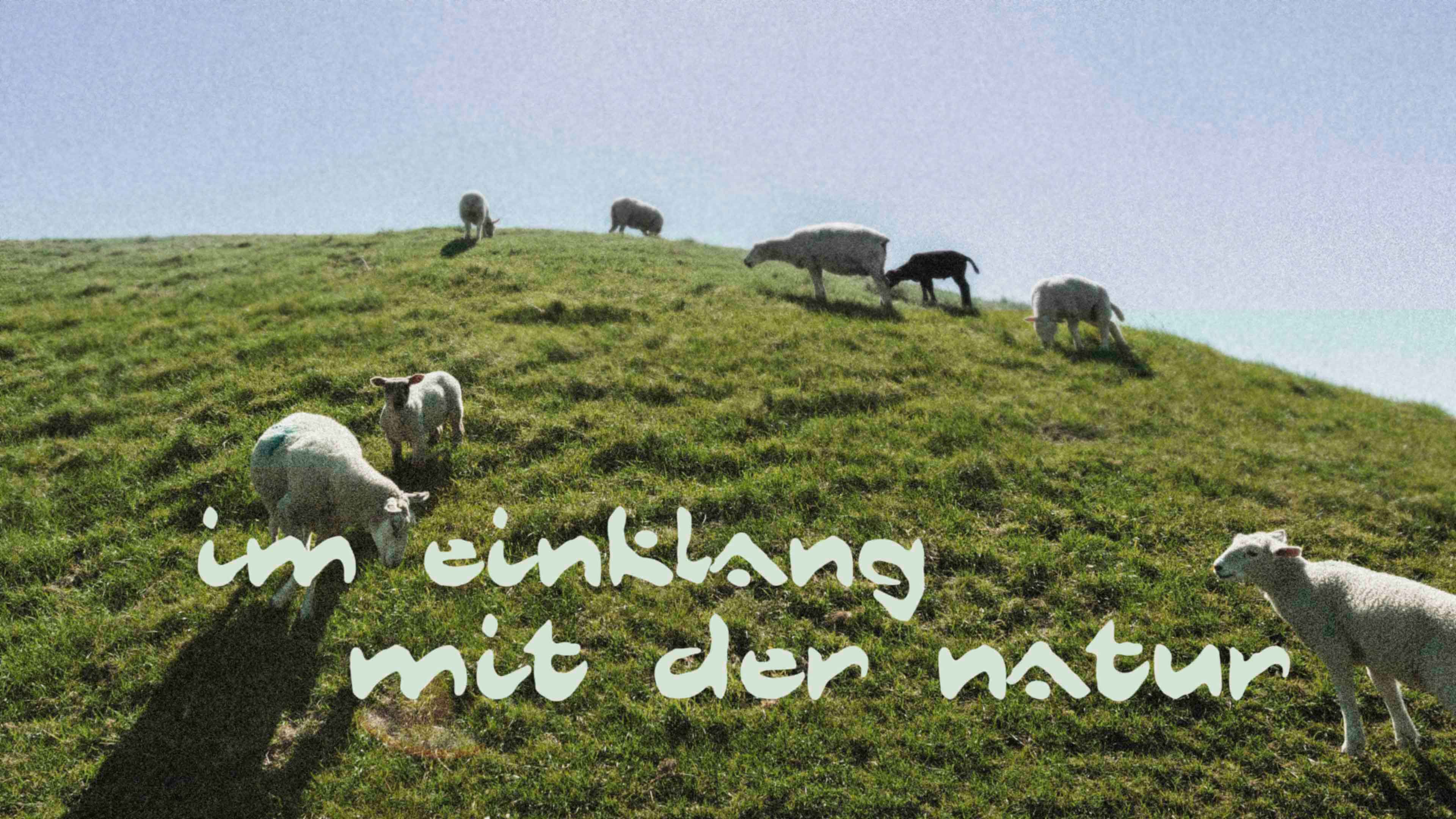 h2_wattwarft_slider_03.jpg Schafe auf einer Wiese: "Im Einklang mit der Natur".