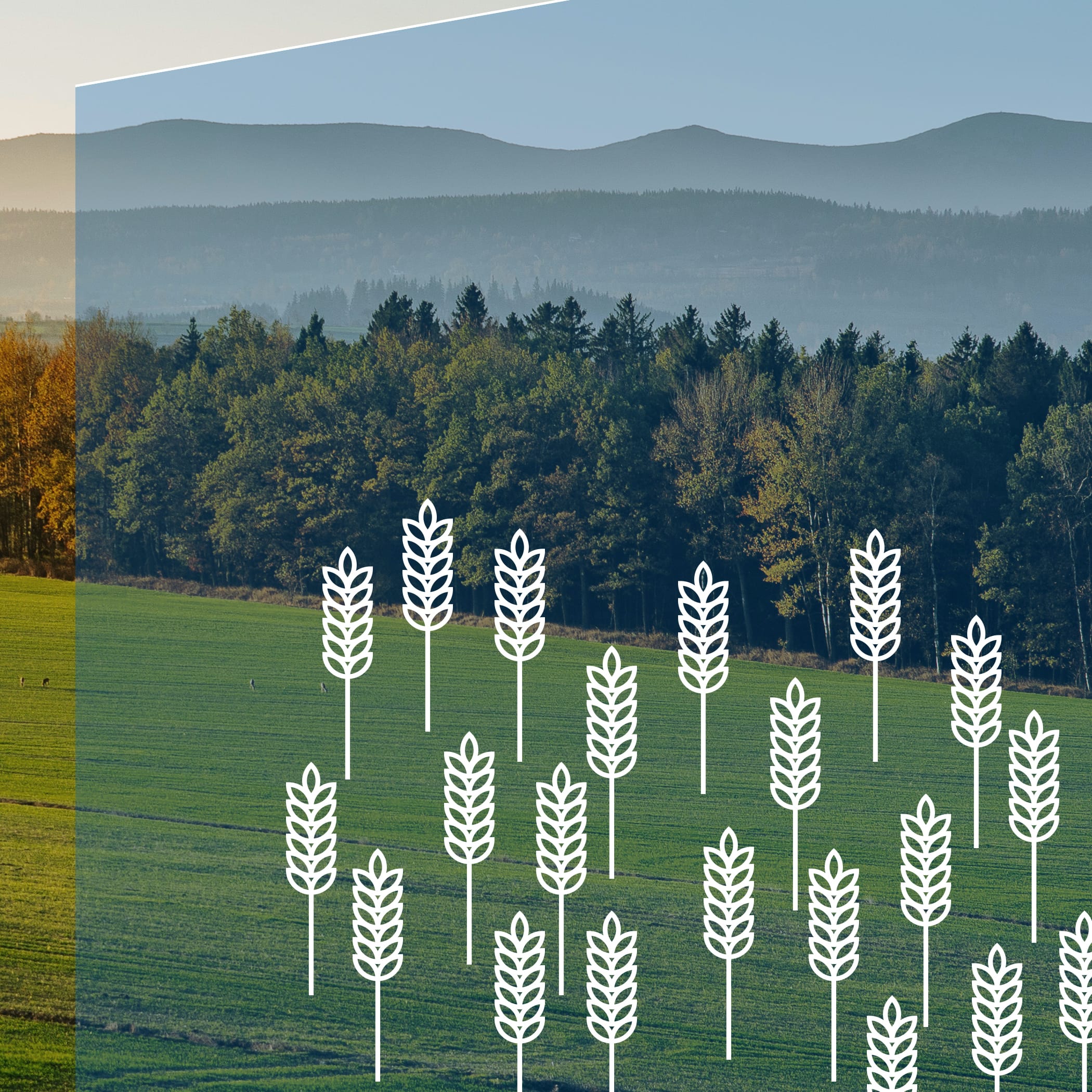 hochzwei_wtsh_teaser_04.jpg Waldlandschaft mit Feld