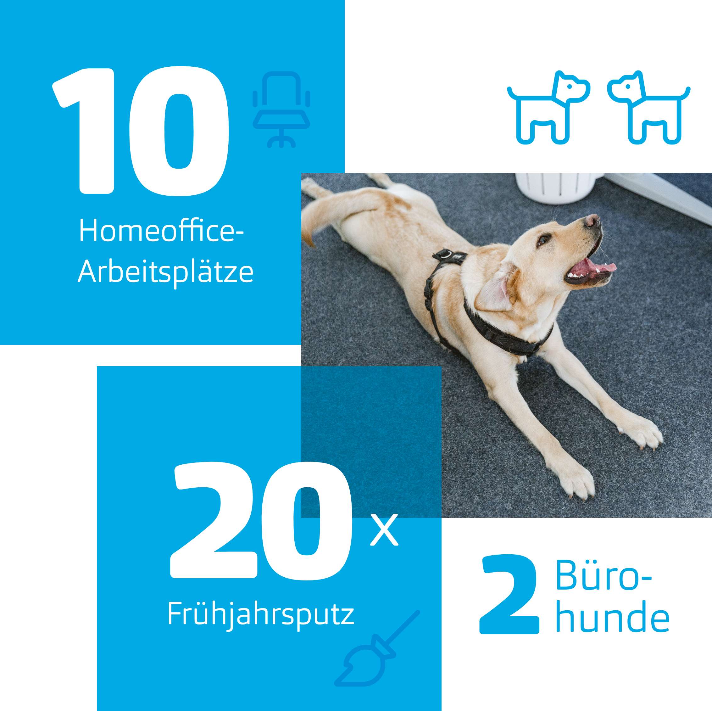 10 Homeoffice-Arbeitsplätze, 20 x Frühjahrsputz, 2 Bürohunde
