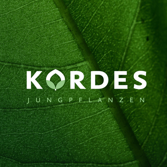 Neu ausgesät Nahaufnahme von grünem Blatt