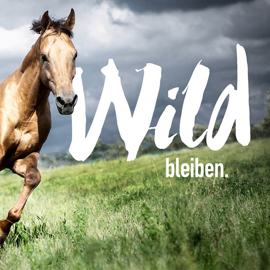 Tierisch gut geschützt Pferd läuft auf Wiese