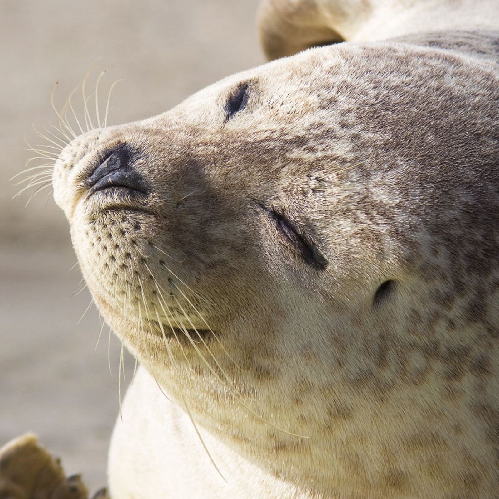 hochzwei_isa_teaser_05.jpg Eine Nahaufnahme eines Seehundes